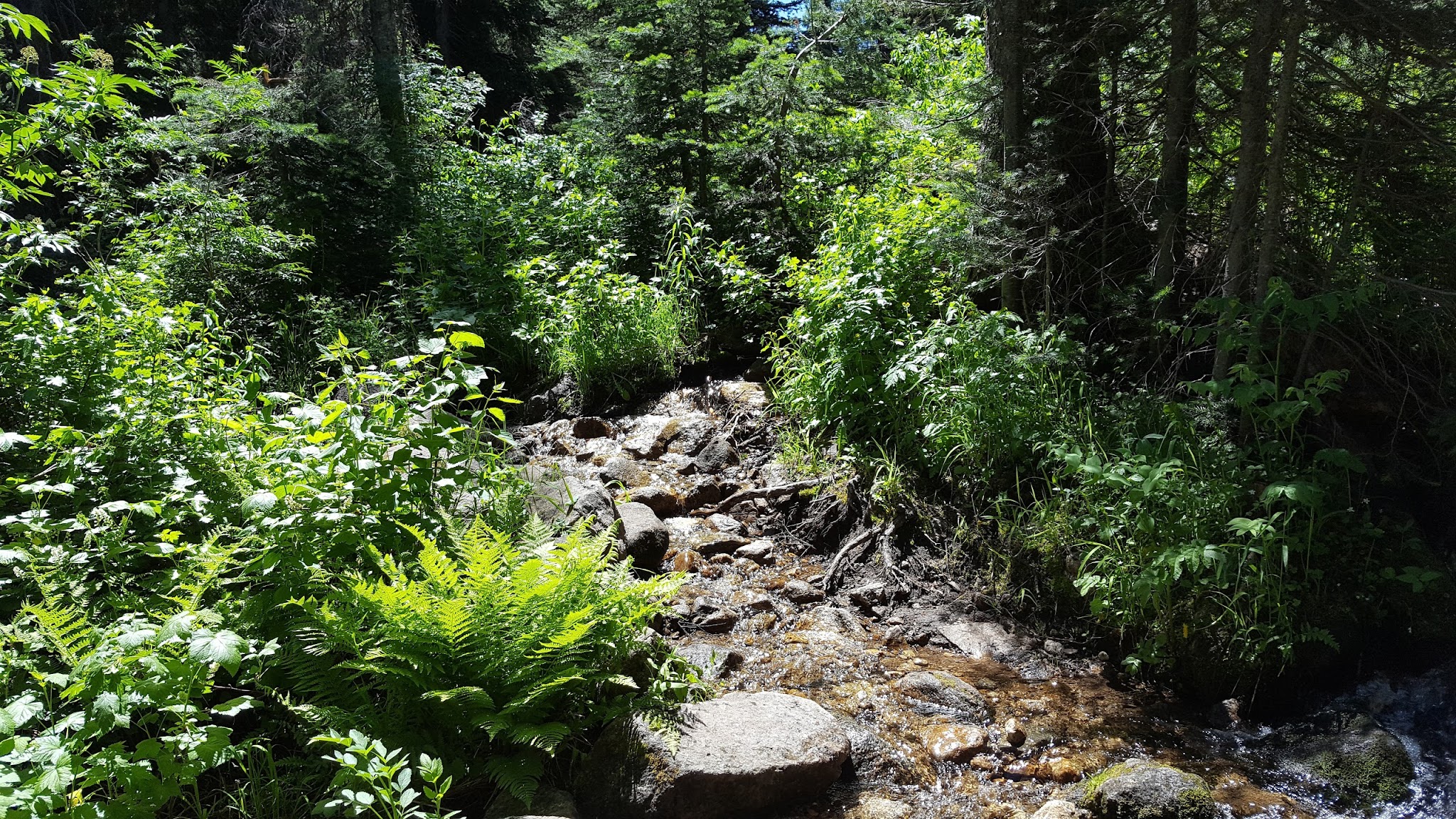 Rapid Creek Camping Area