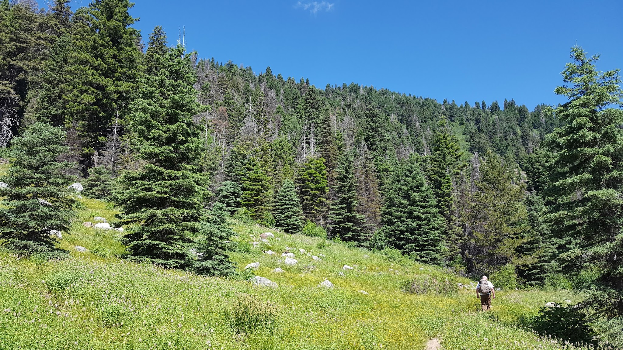 Rapid Creek Camping Area