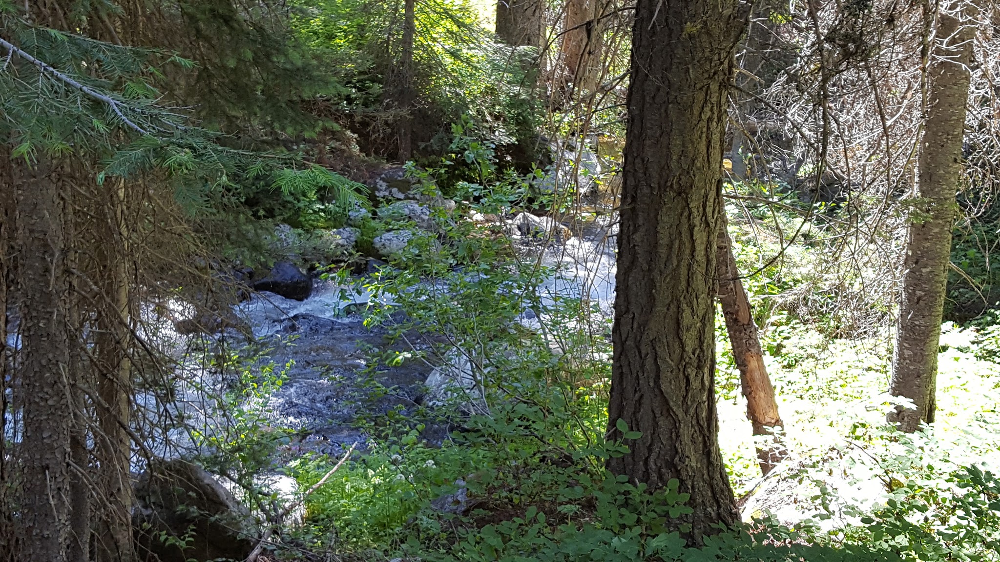Rapid Creek Camping Area