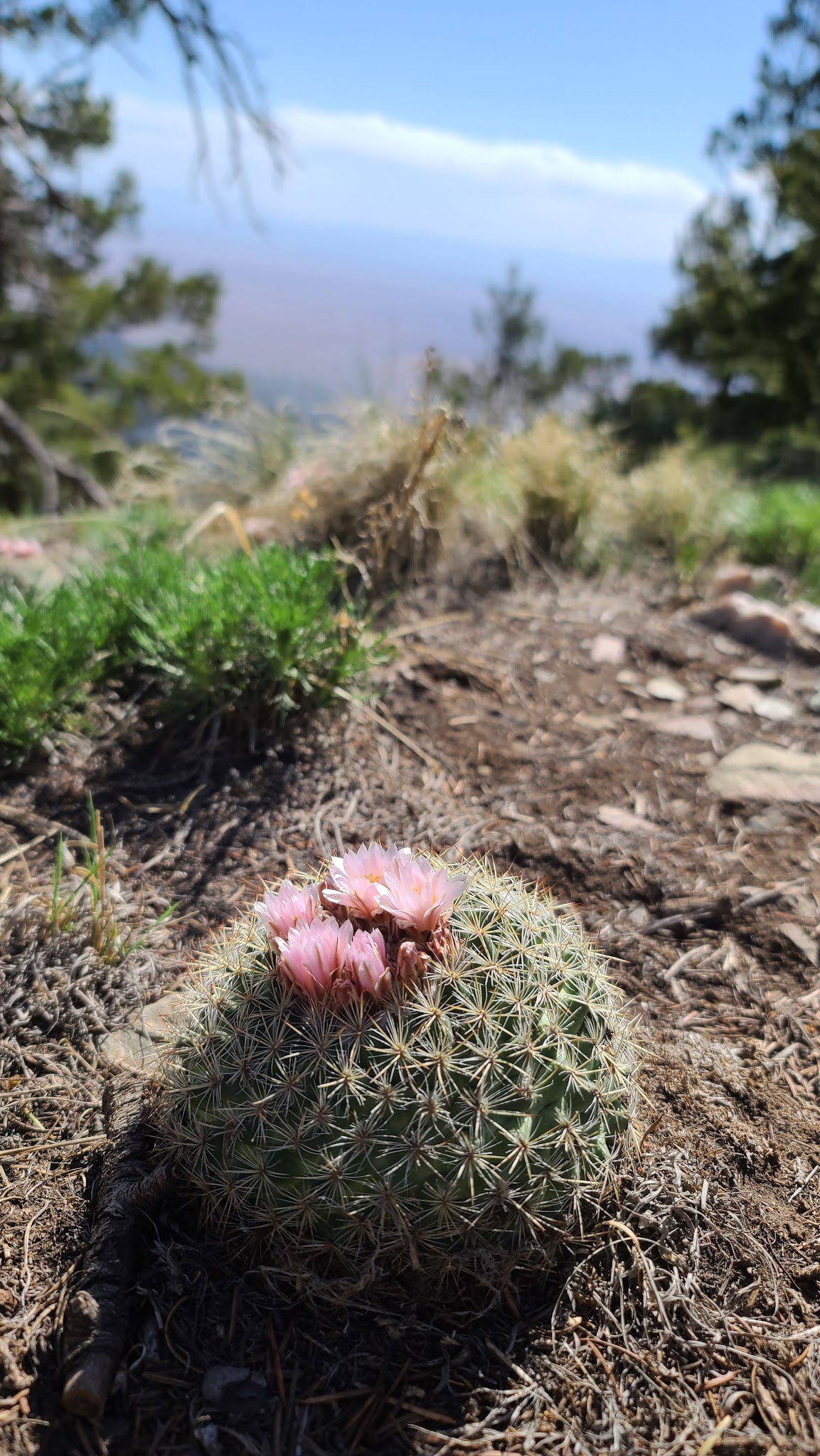 Red Canyon Campground