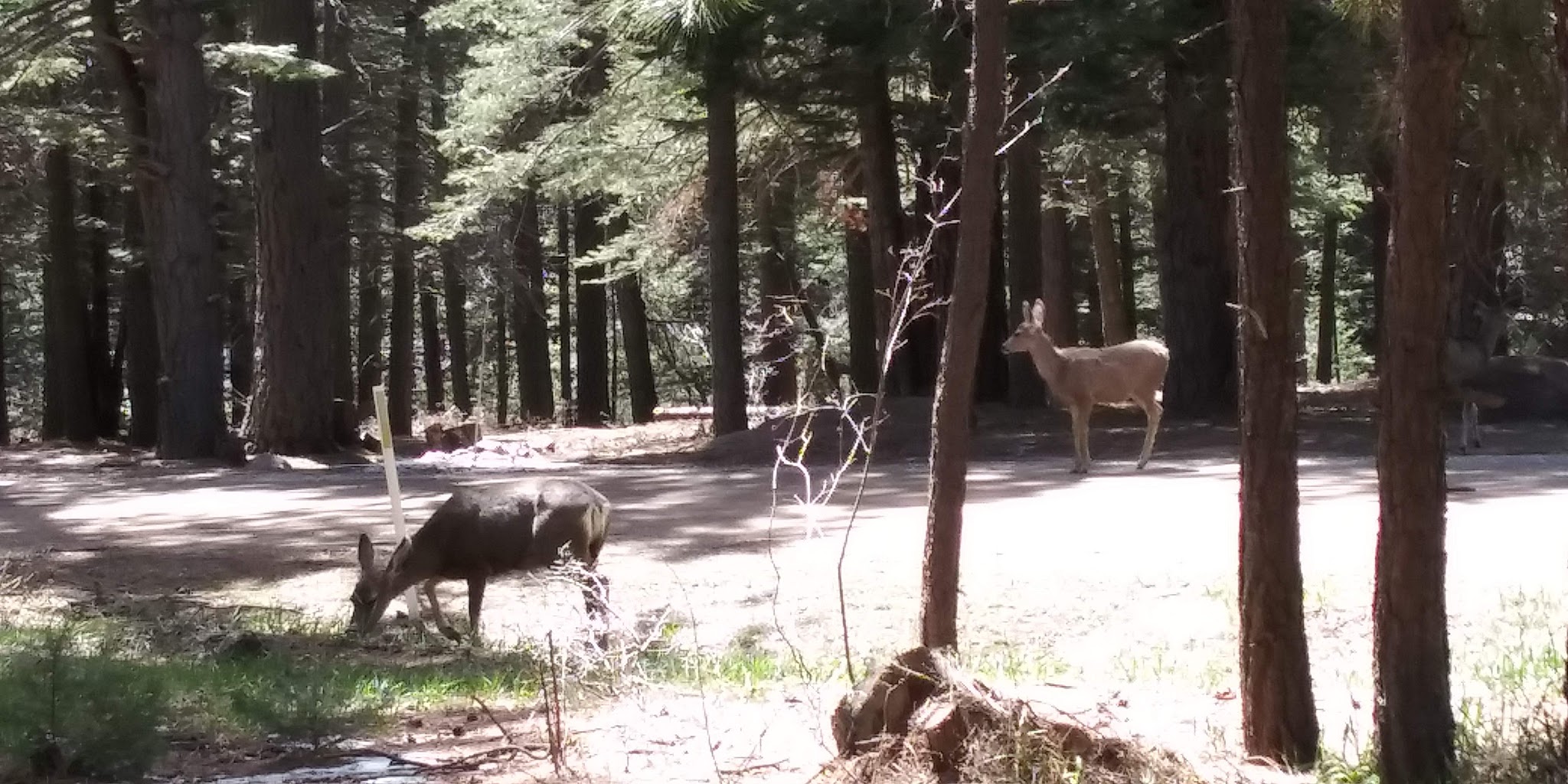 Red Canyon Campground