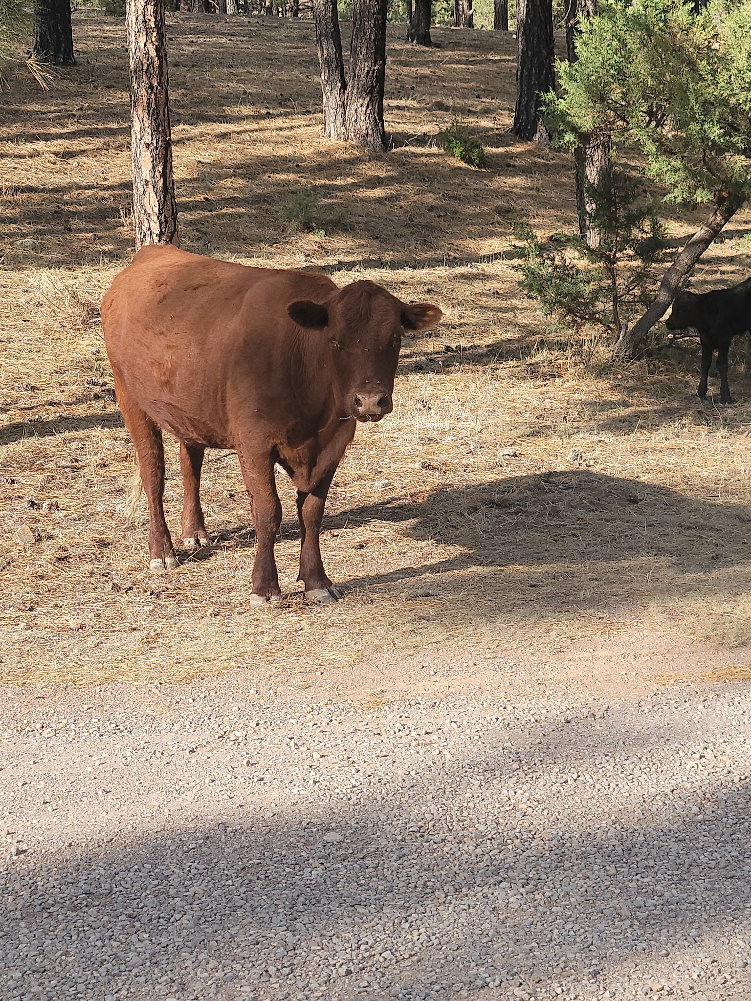 Red Cloud Campground