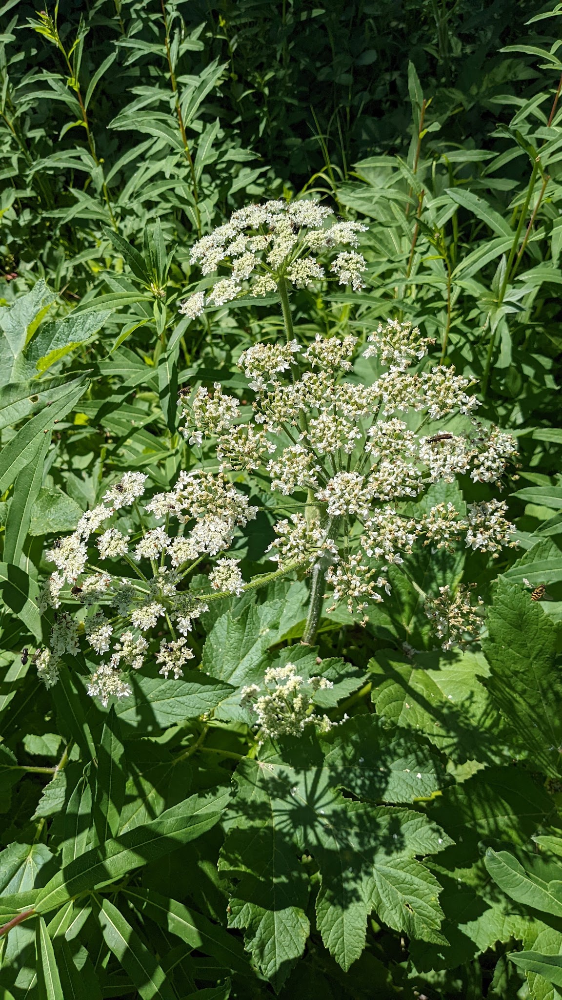 Red Meadow Lake Campground