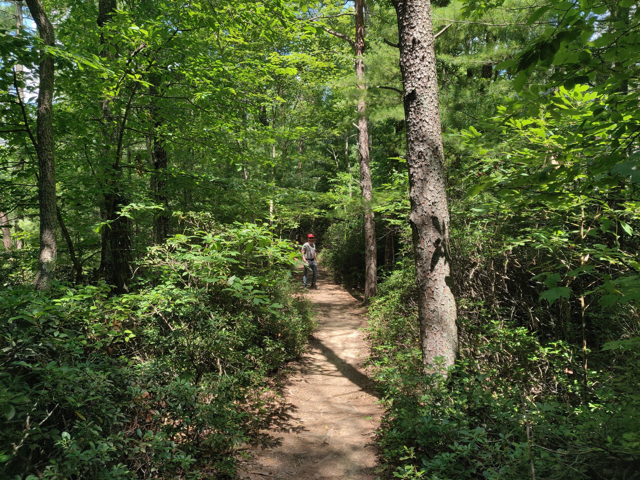 Red River Gorge Geological Area