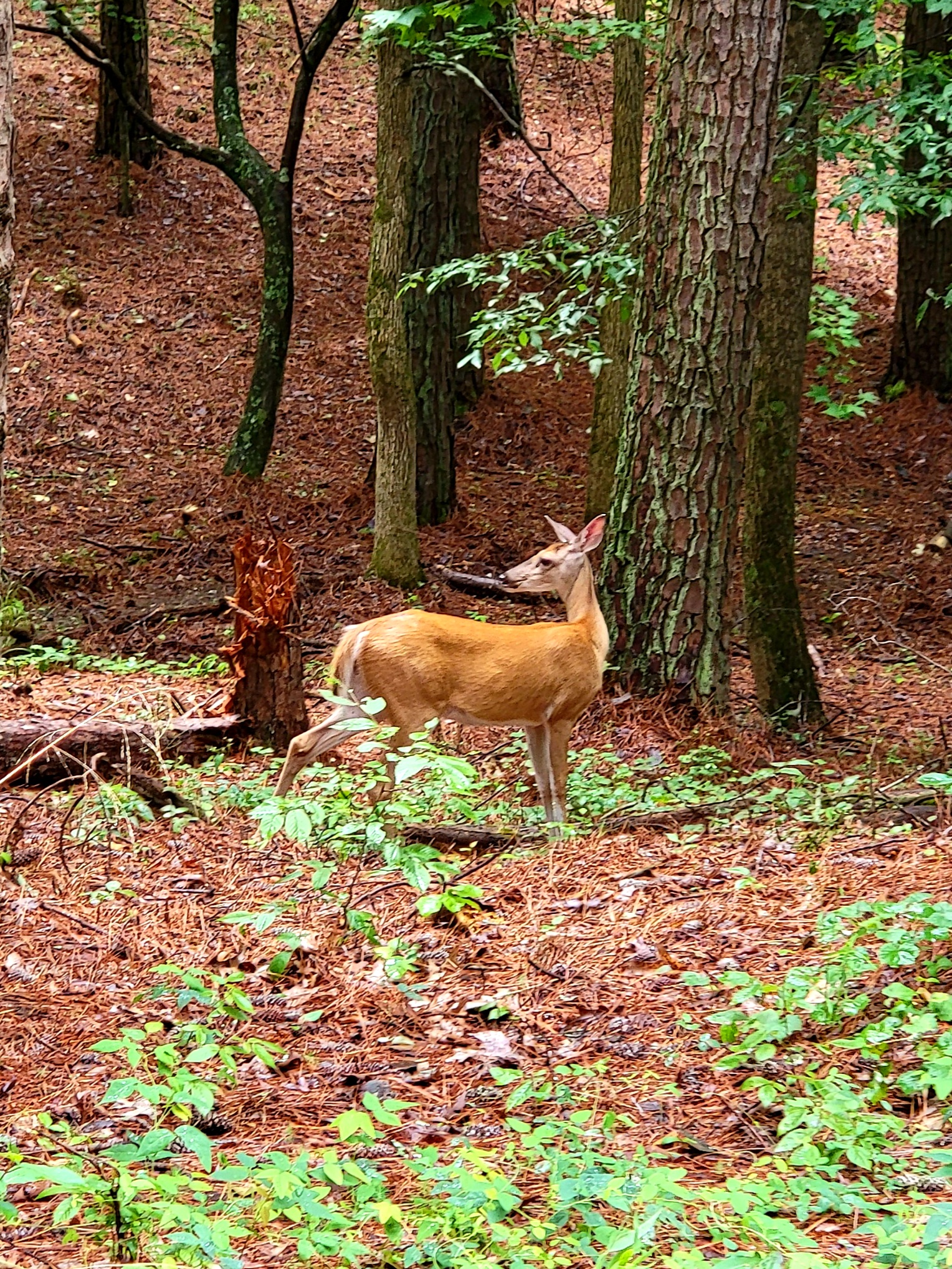 Red Top Mountain State Park