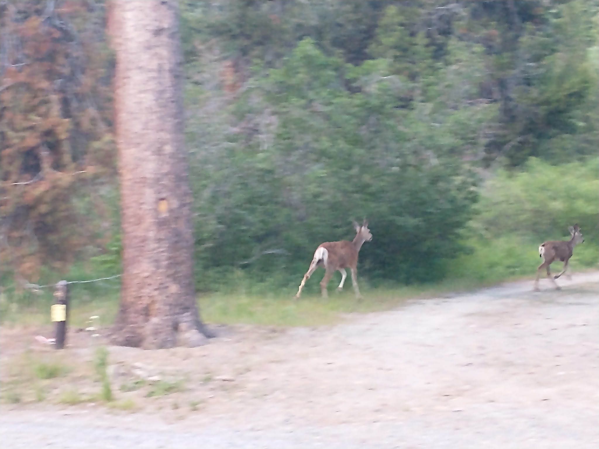 Reds Meadow Campground