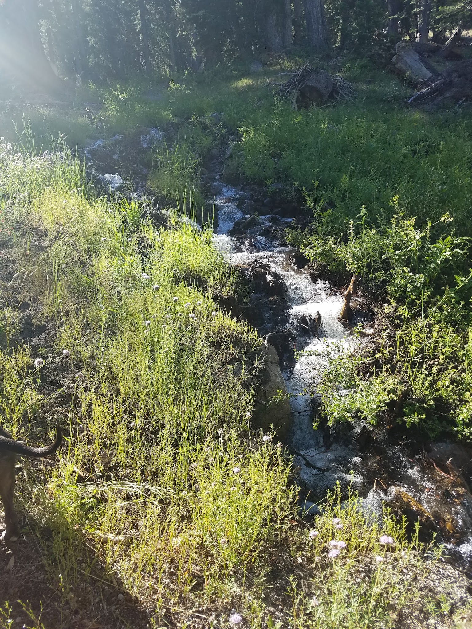 Reds Meadow Campground