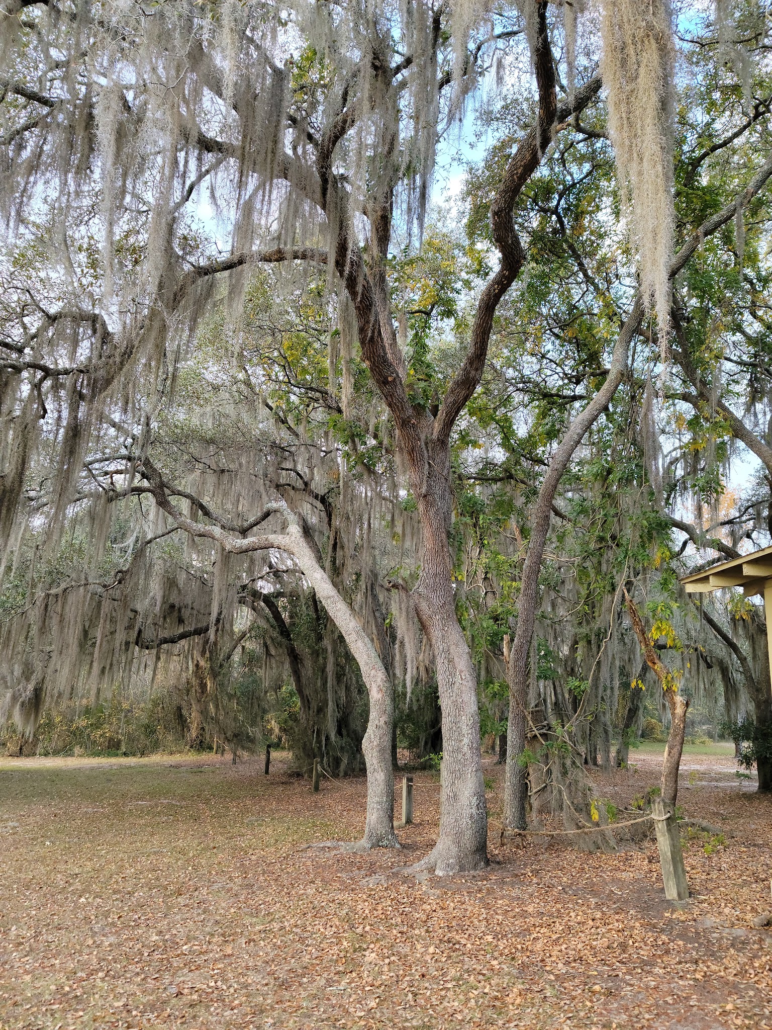 Reed Bingham State Park