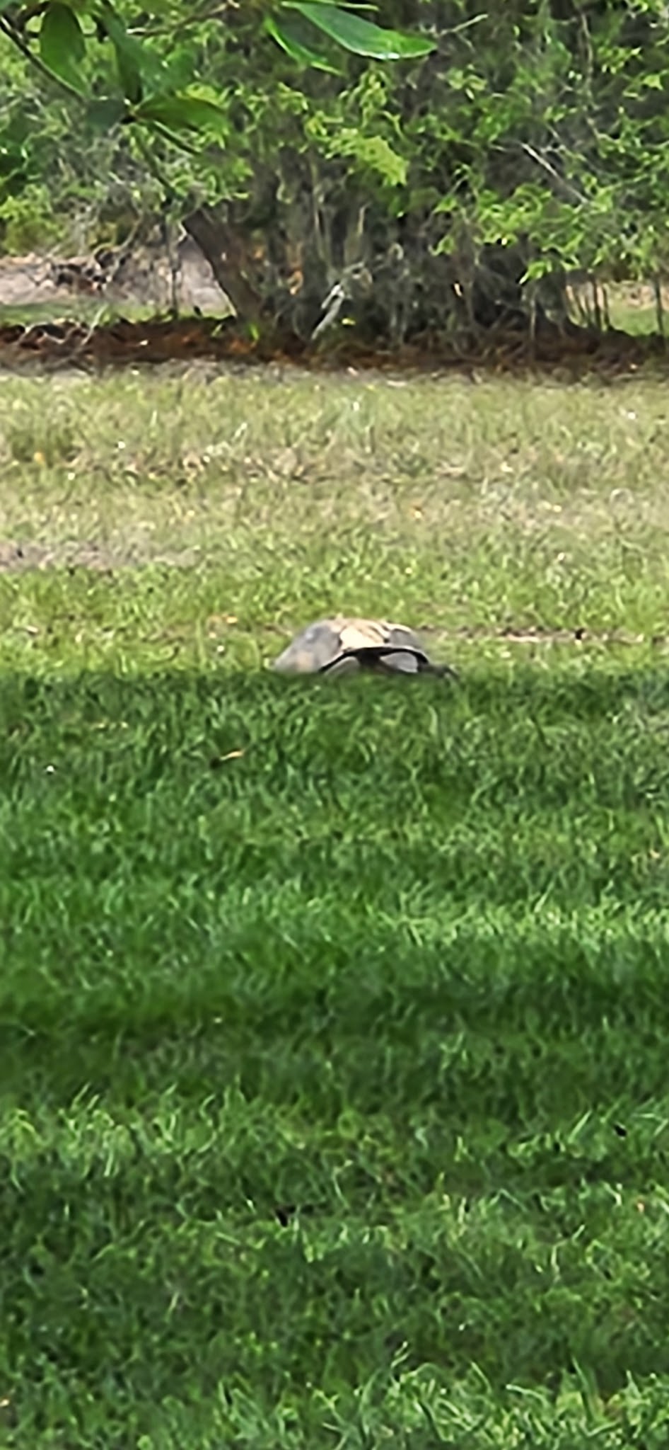 Reed Bingham State Park