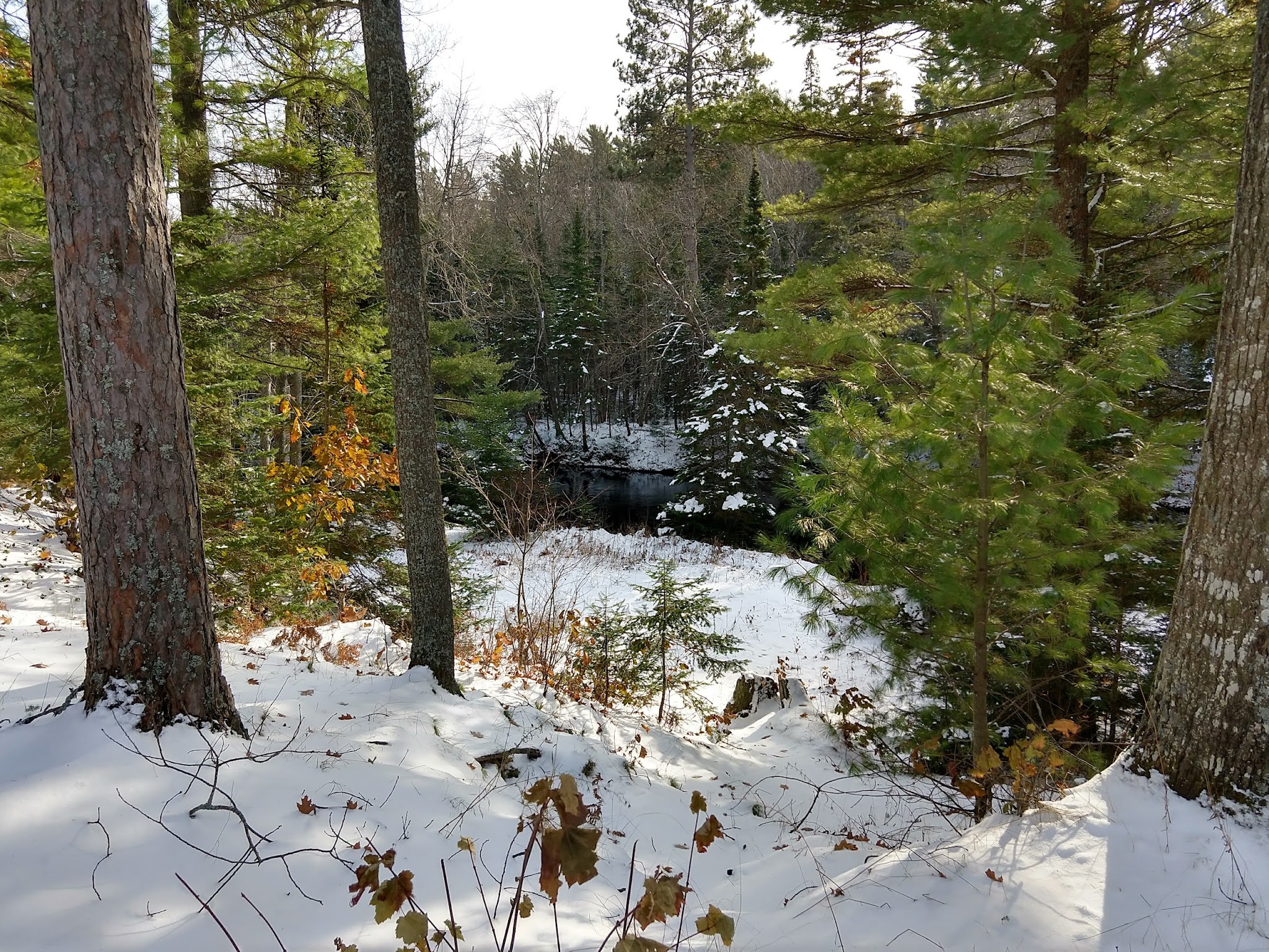 Reed & Green Bridge State Forest Campground