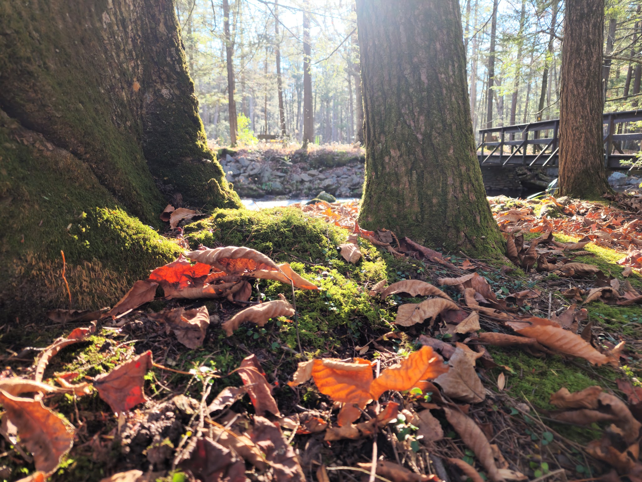 Reeds Gap State Park