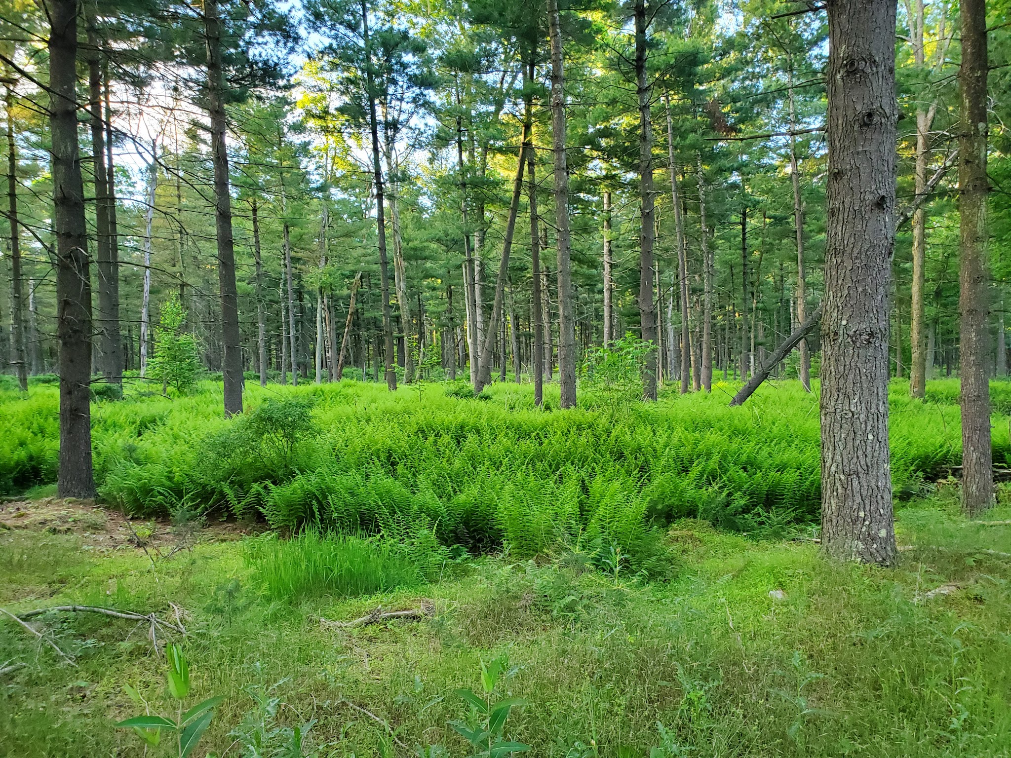 Reeds Gap State Park