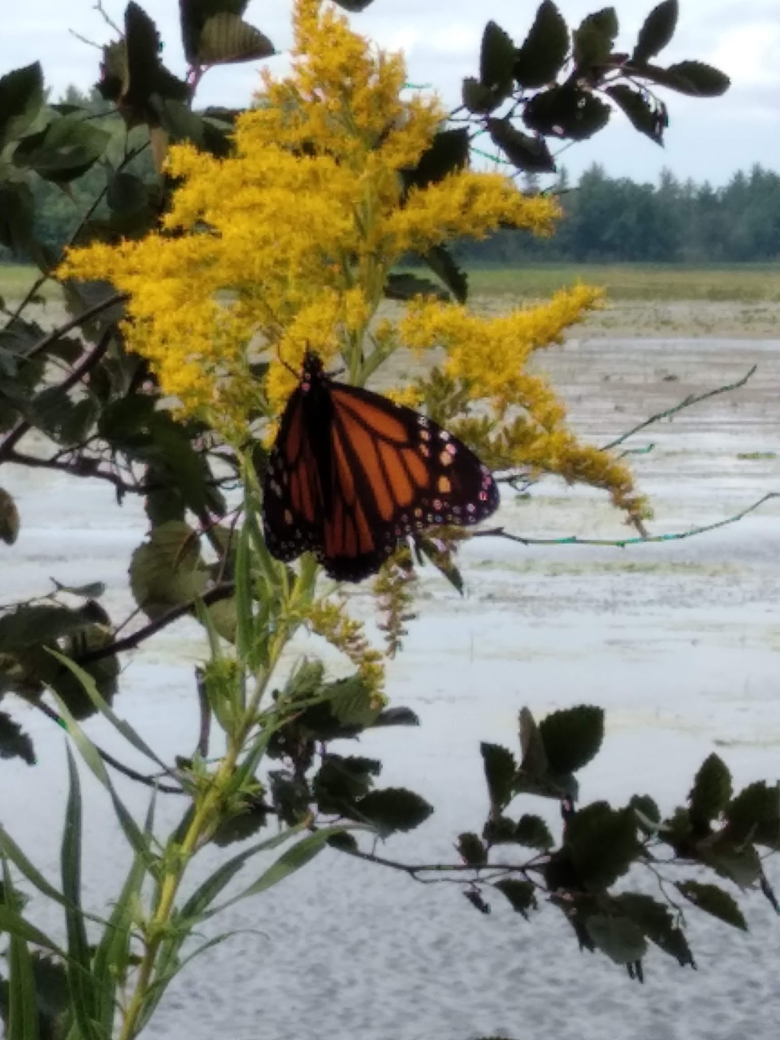 Reedsburg Dam State Forest Campground