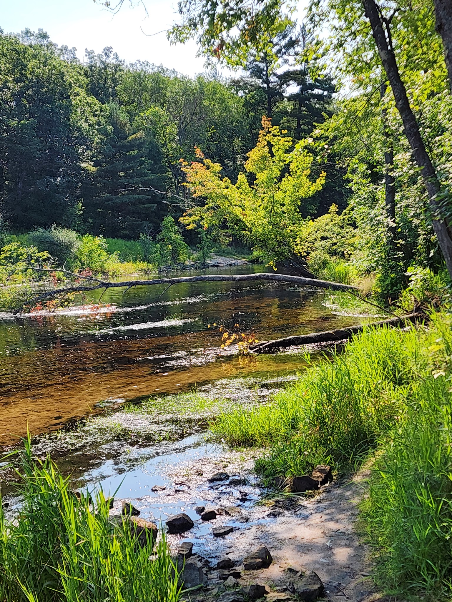 Reedsburg Dam State Forest Campground