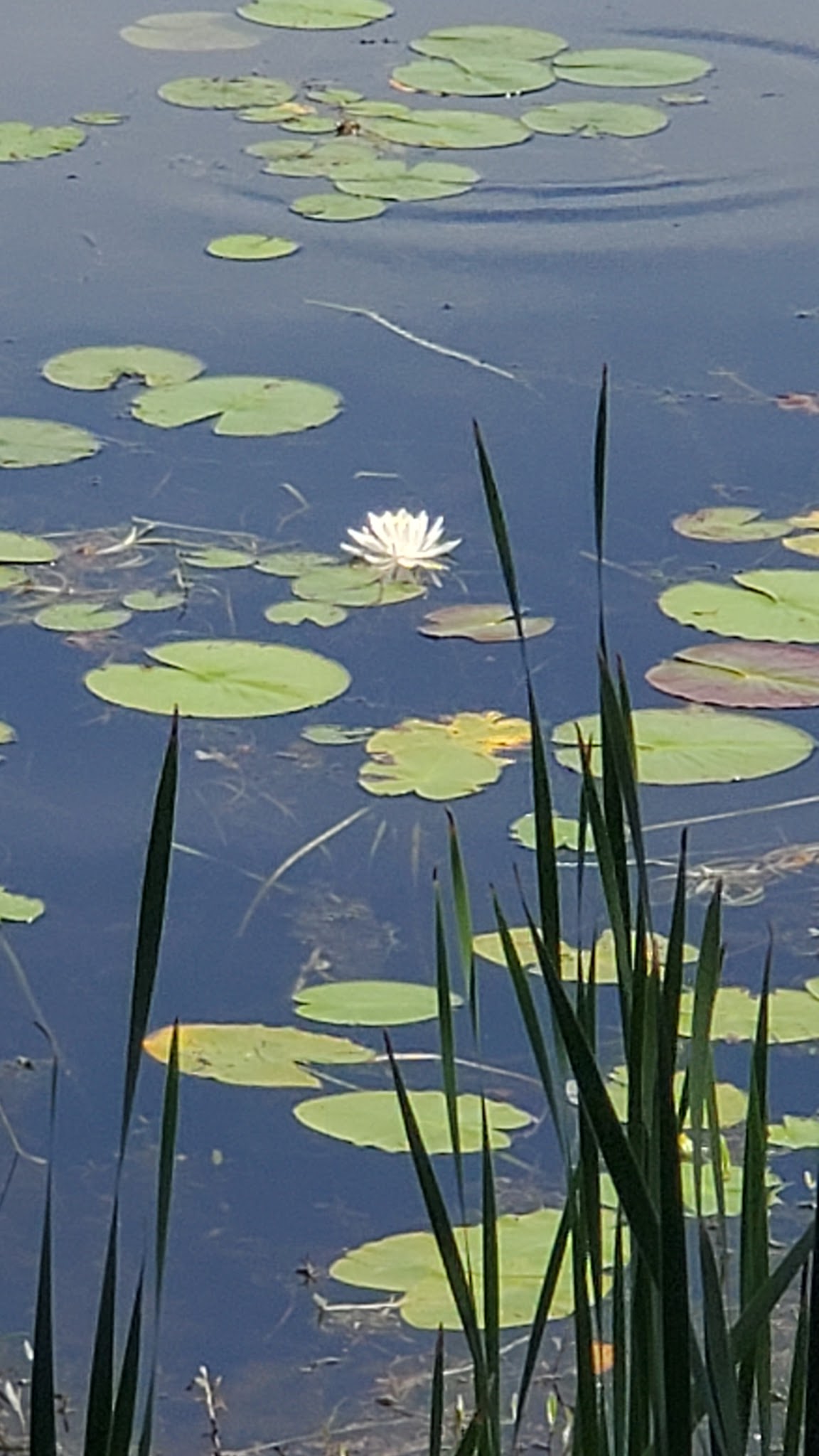 Reedsburg Dam State Forest Campground