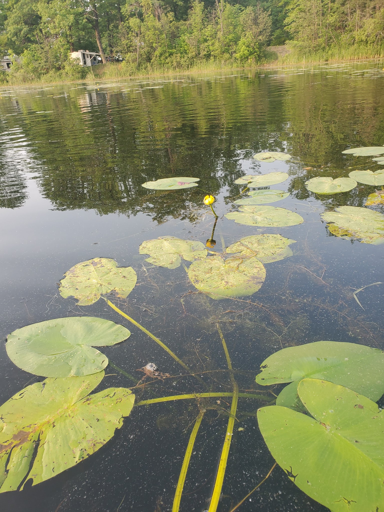 Reedsburg Dam State Forest Campground