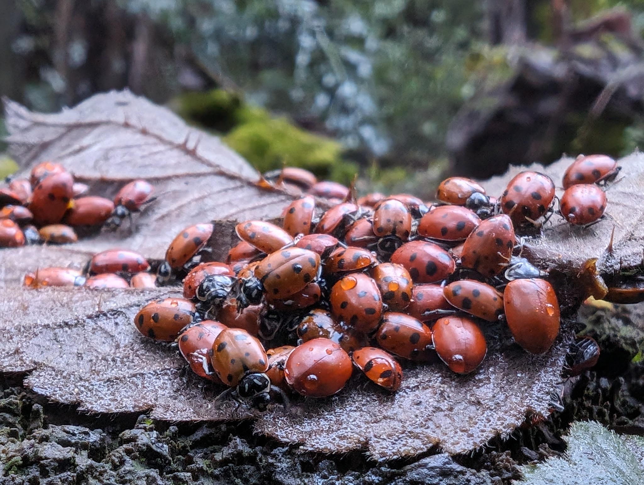 Reinhardt Redwood Regional Park