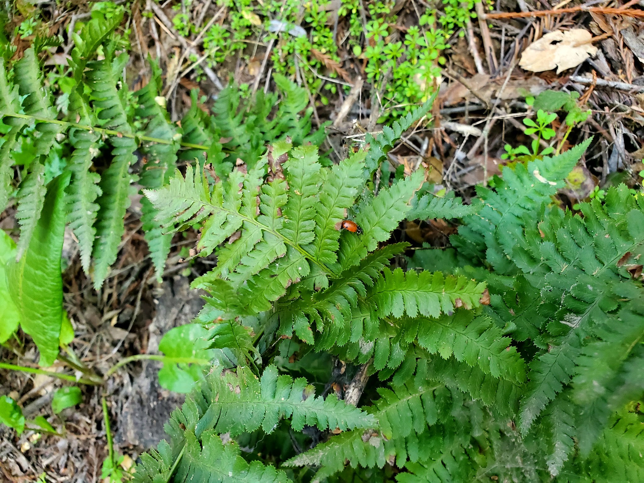 Reinhardt Redwood Regional Park
