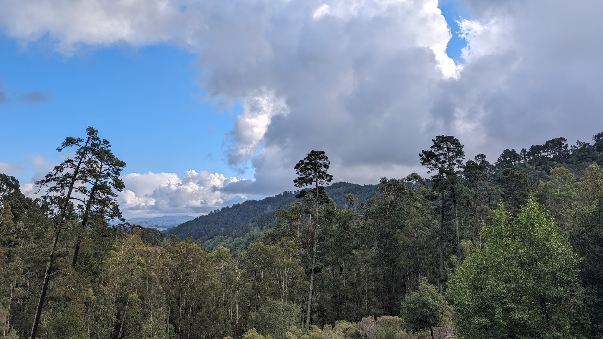 Reinhardt Redwood Regional Park