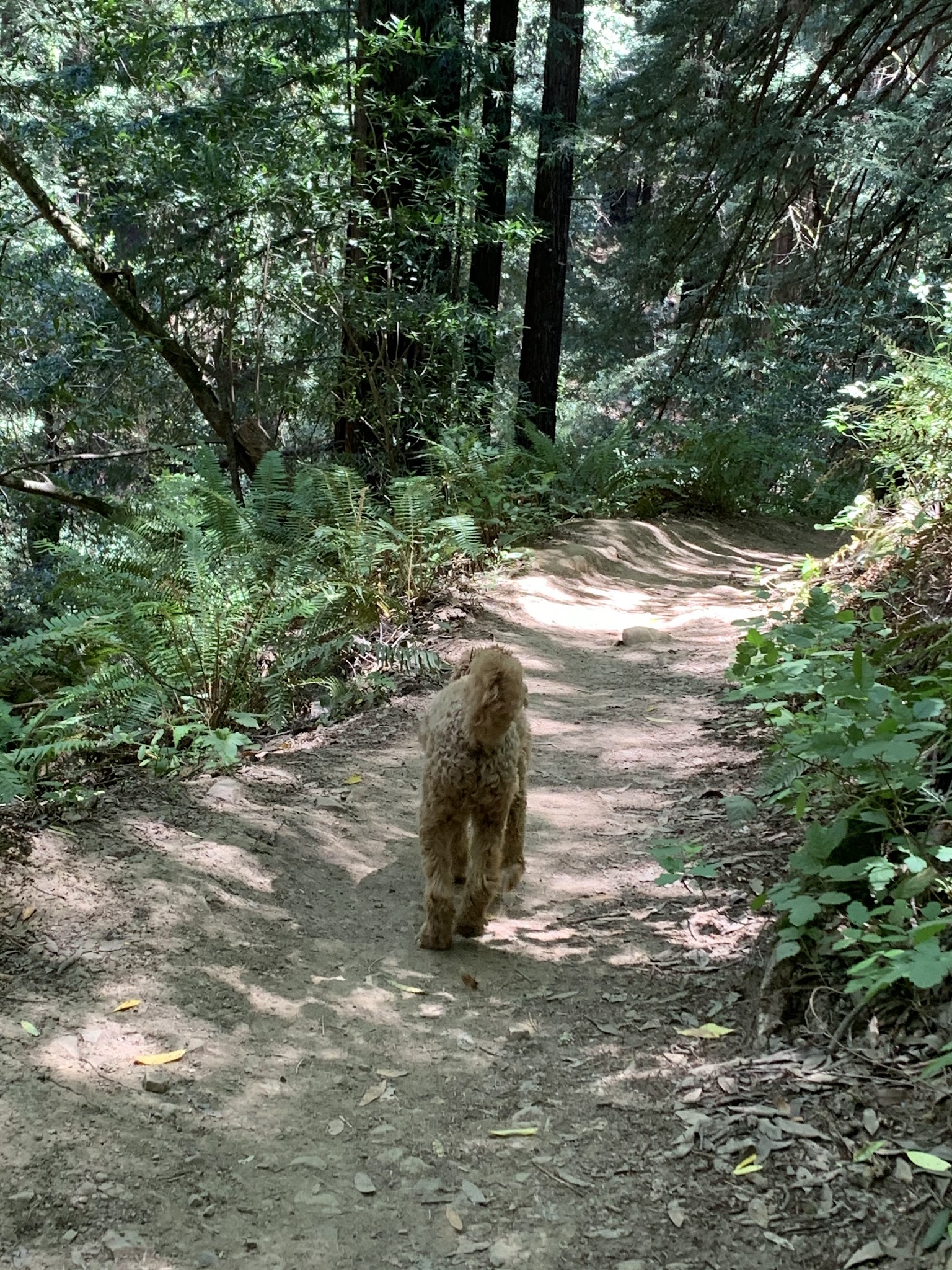 Reinhardt Redwood Regional Park