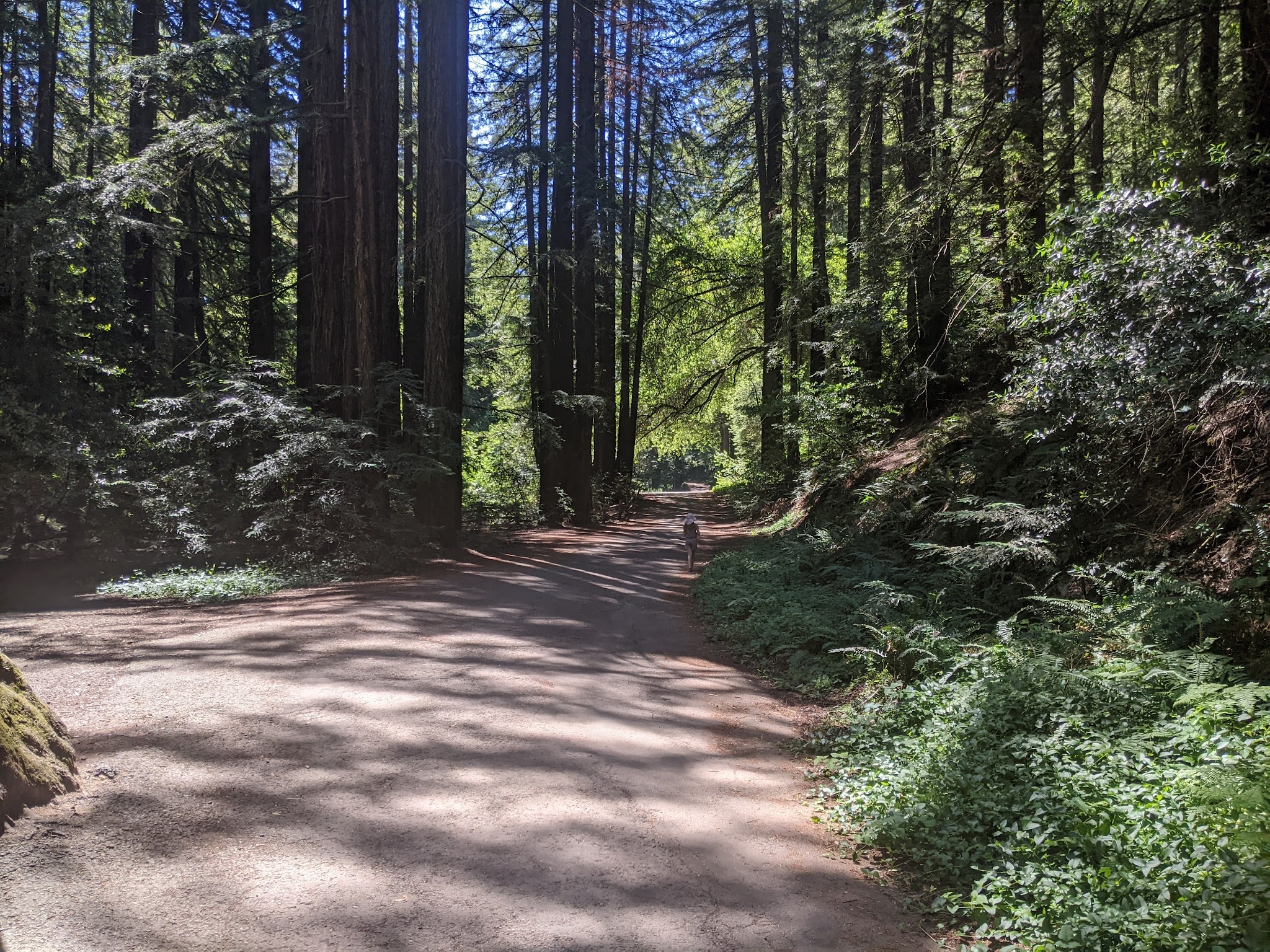 Reinhardt Redwood Regional Park