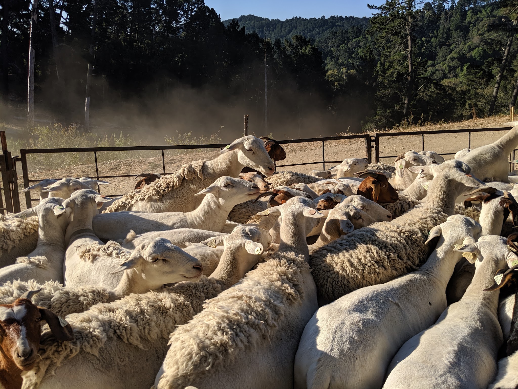 Reinhardt Redwood Regional Park