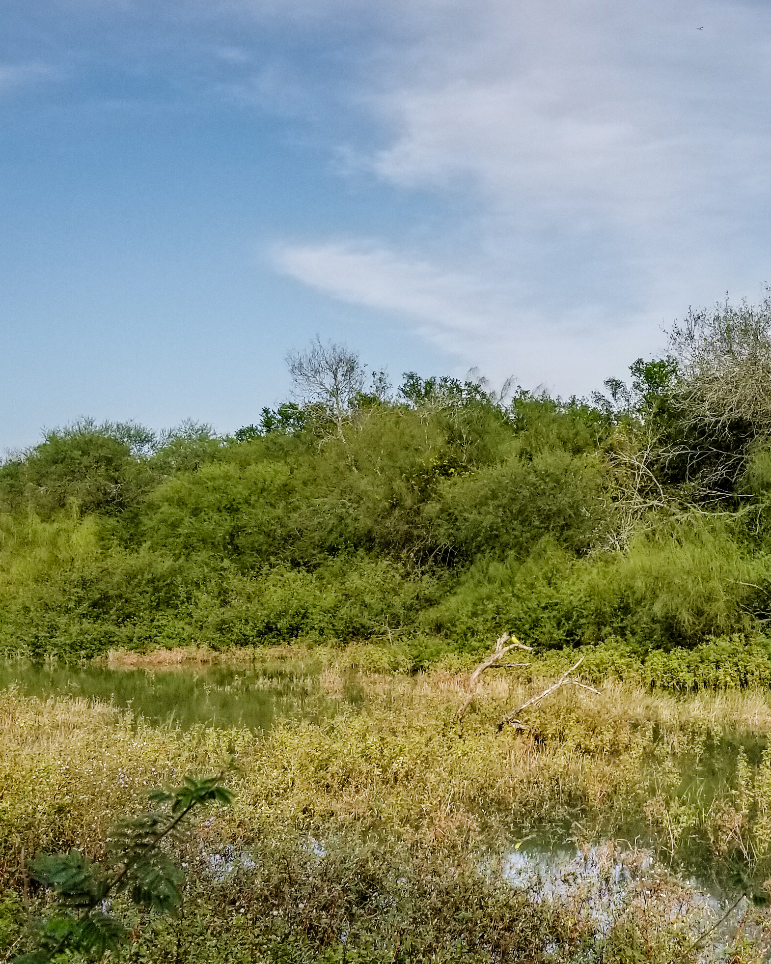 Resaca De La Palma State Park