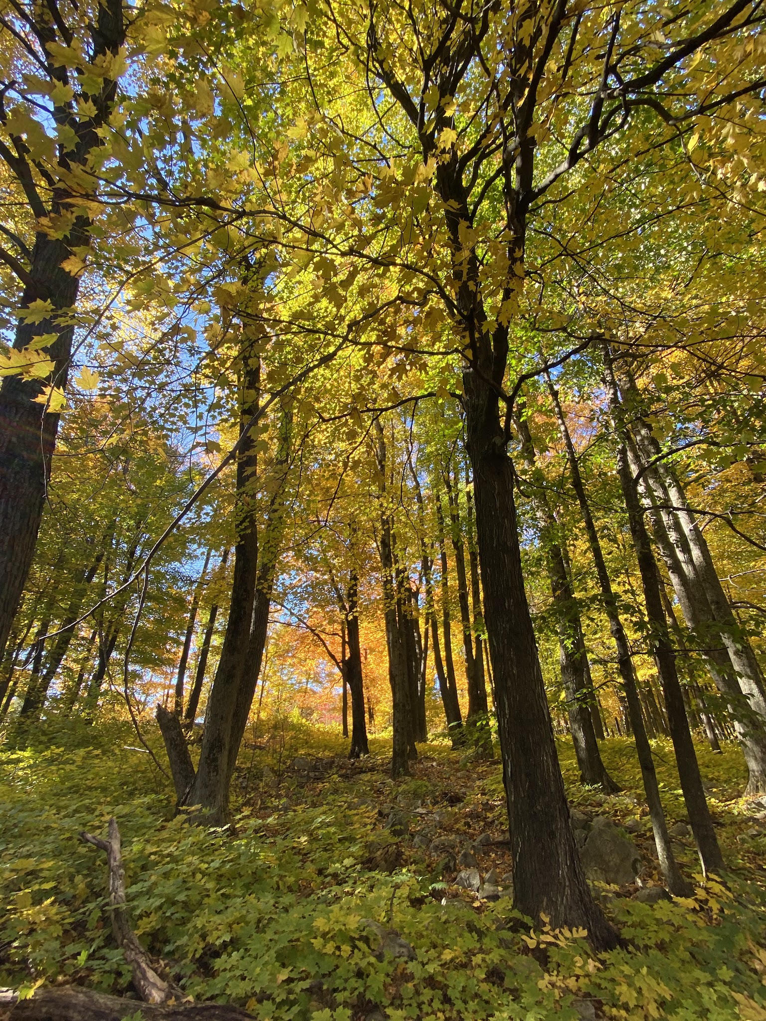 Rib Mountain State Park