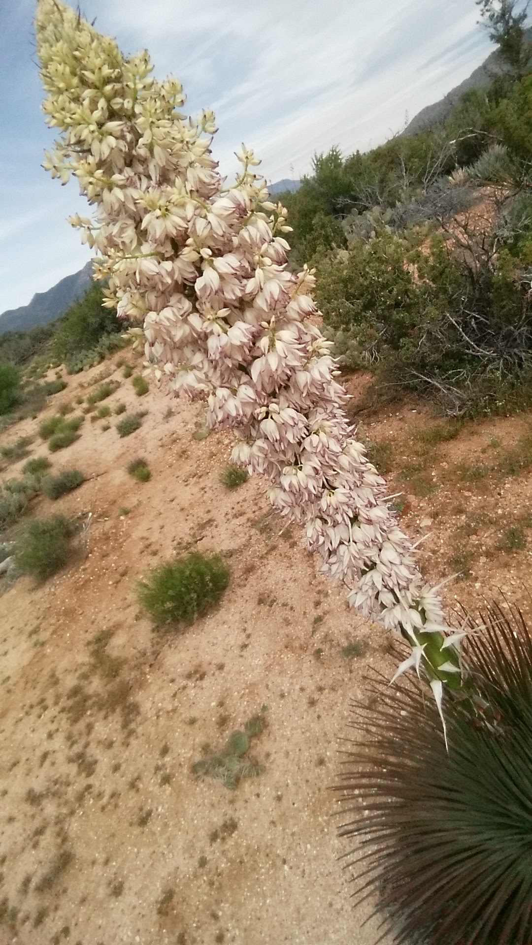 Ribbonwood Equestrian Cg