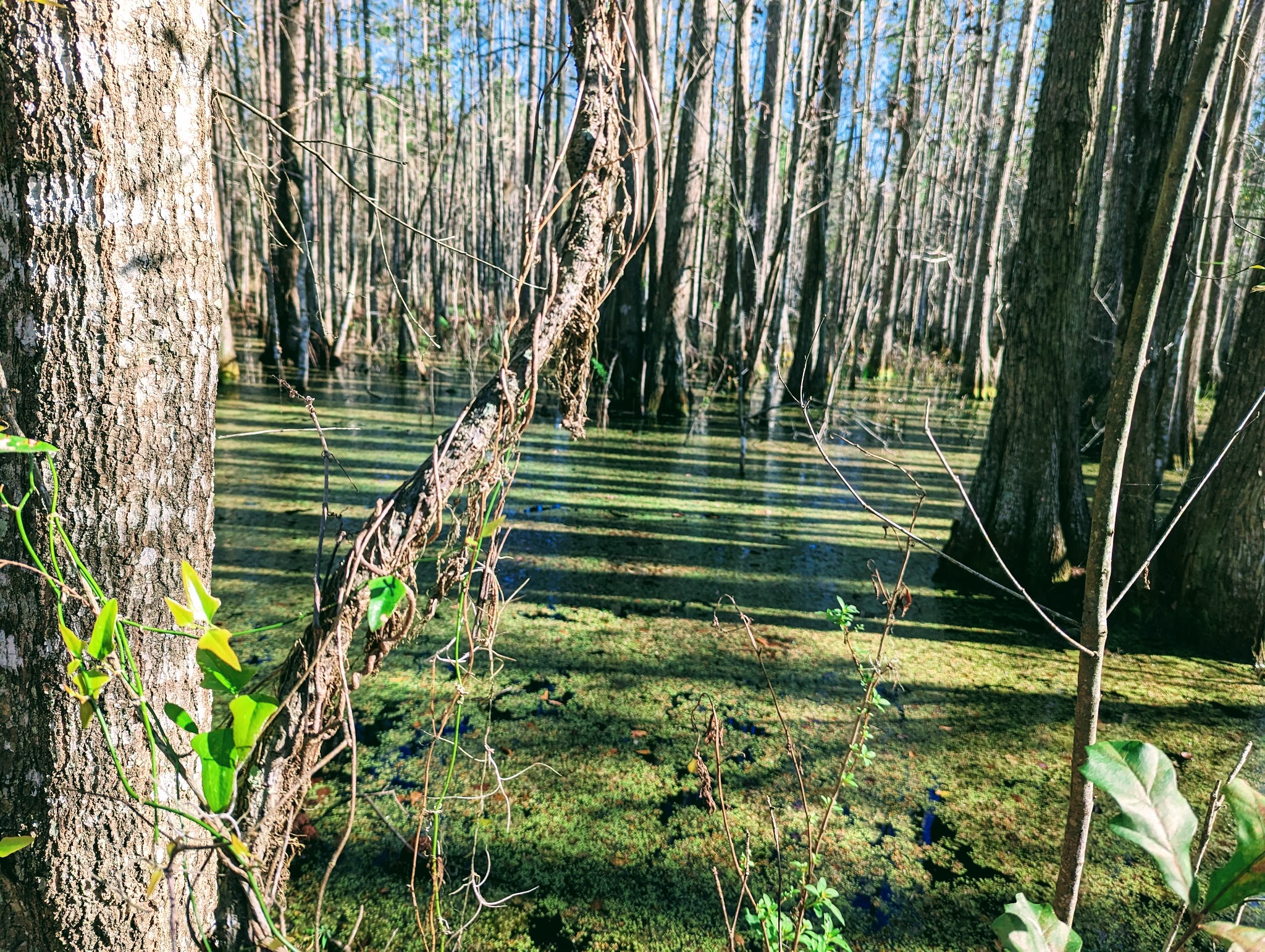 Richloam Tract Primitive Camp Zone East