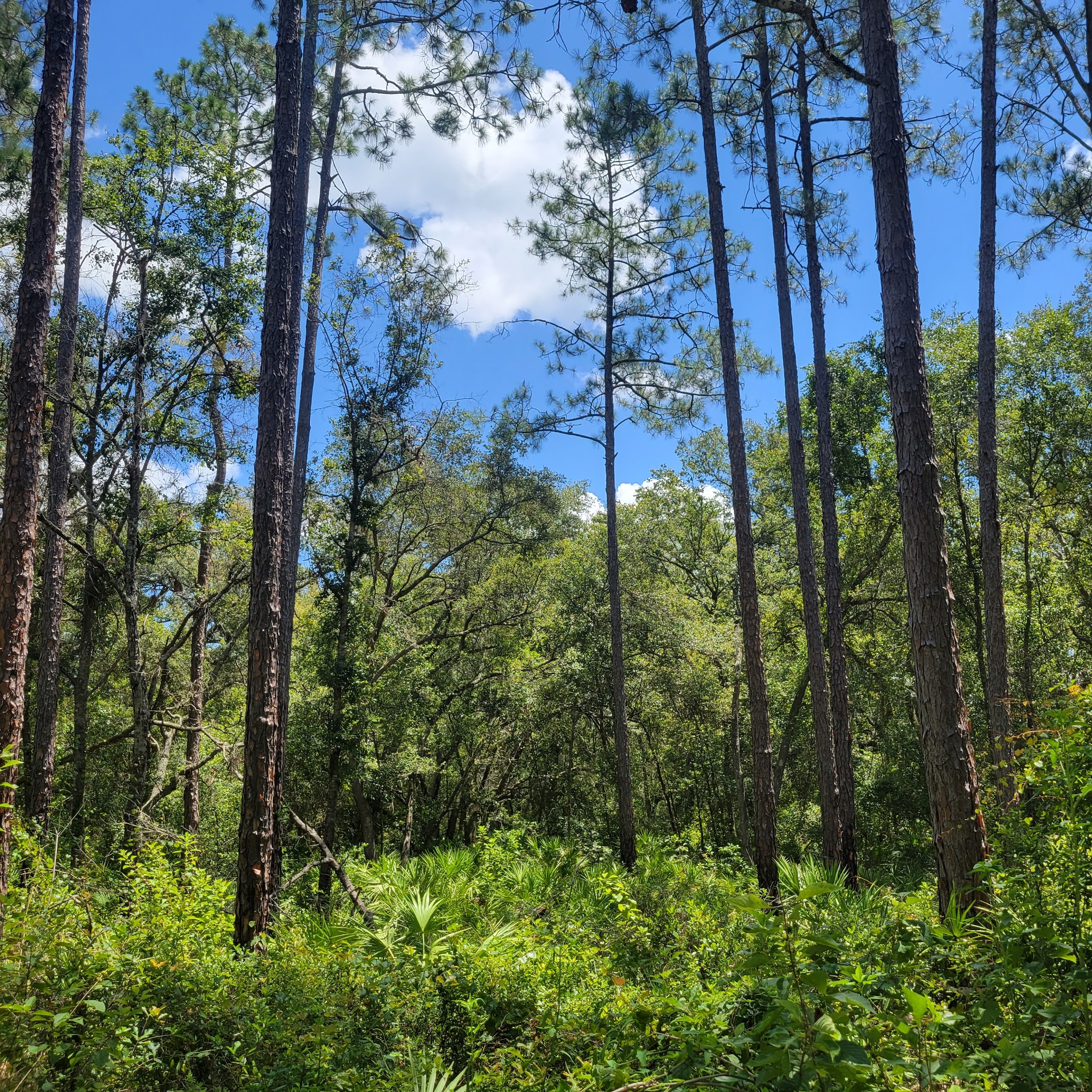 Richloam Tract Primitive Camp Zone East