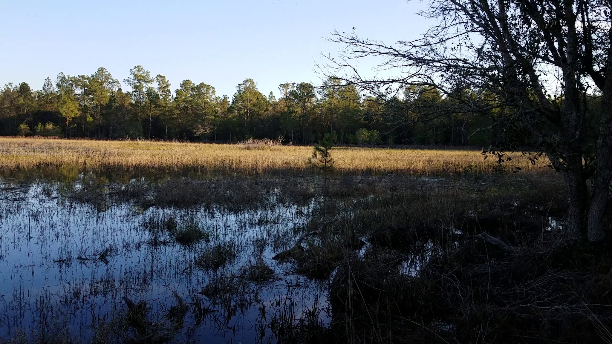 Richloam Tract Primitive Camp Zone East