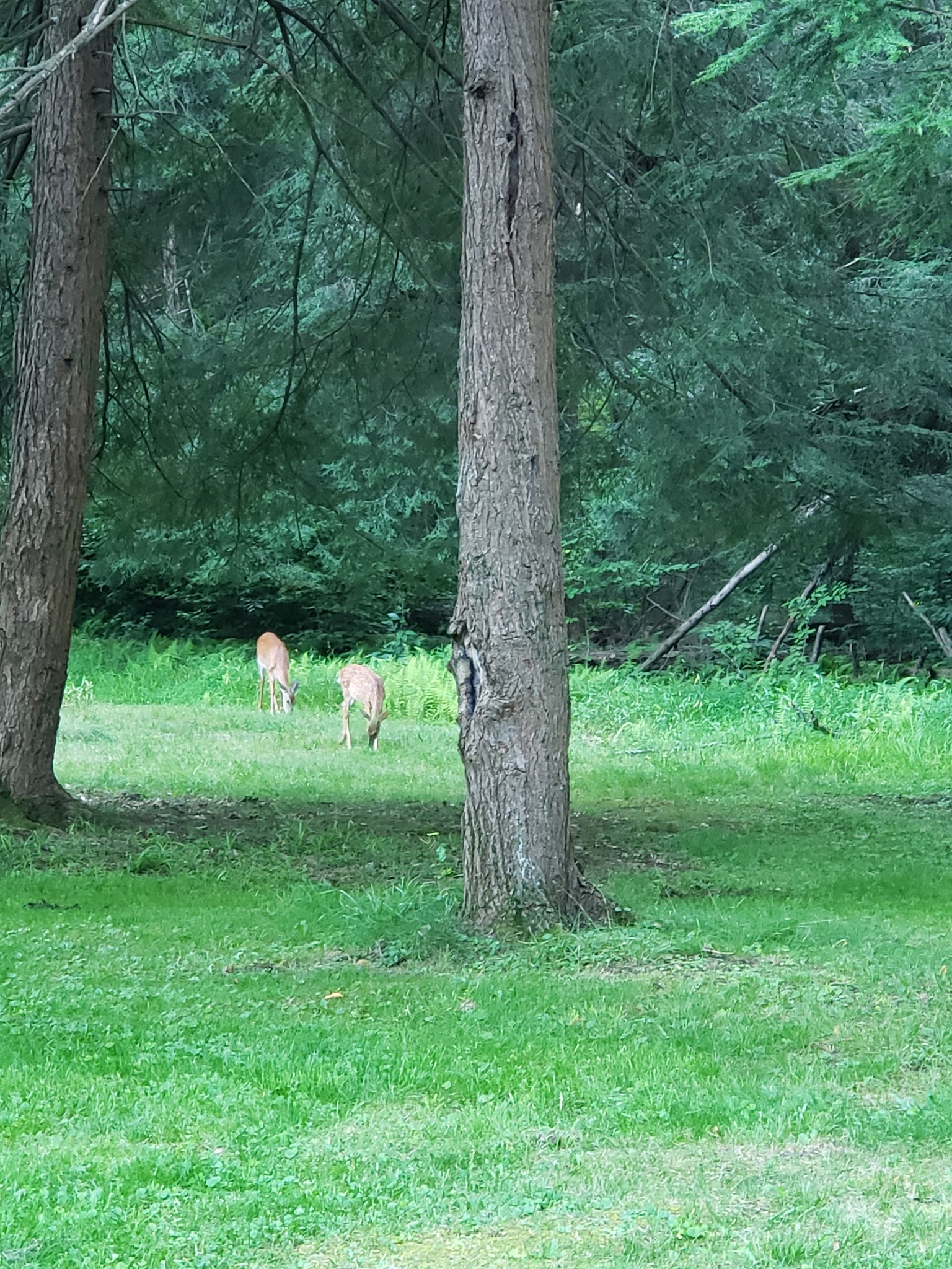 Cook Forest State Park