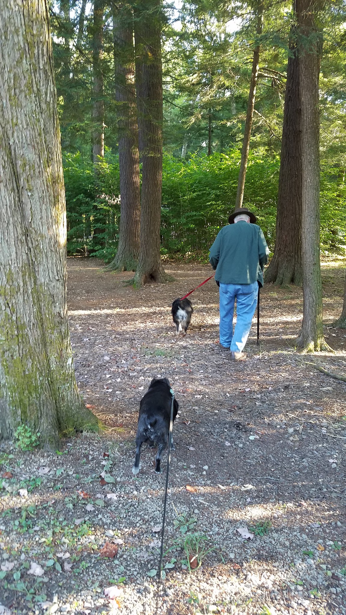 Cook Forest State Park