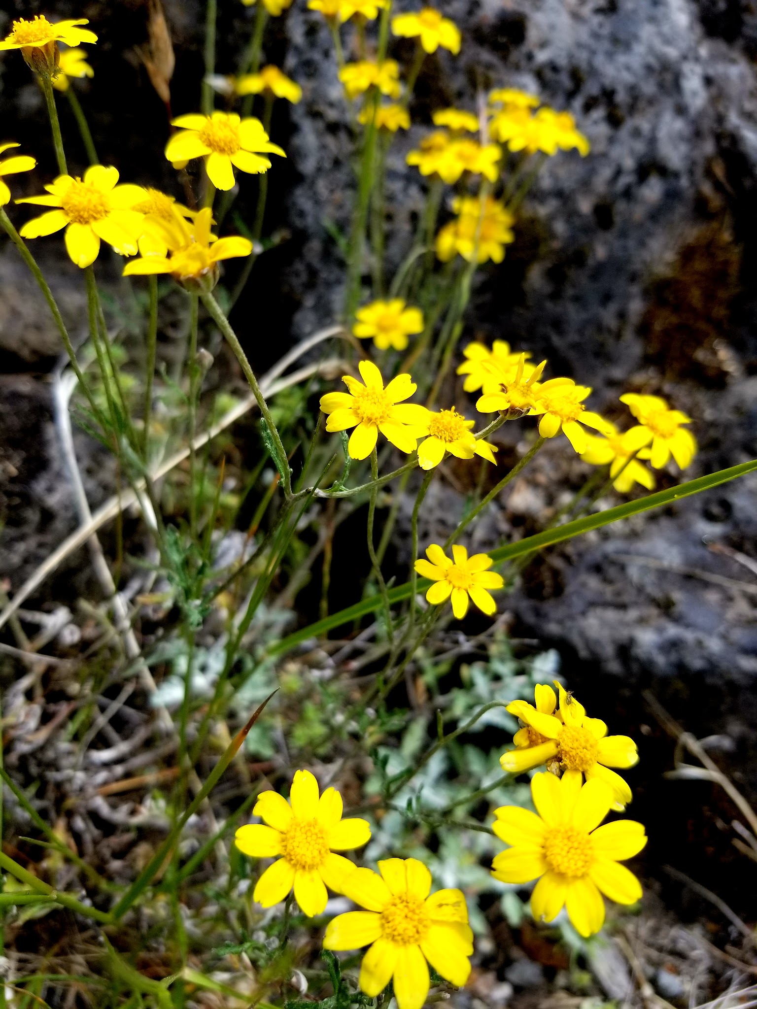 River Bridge Campground