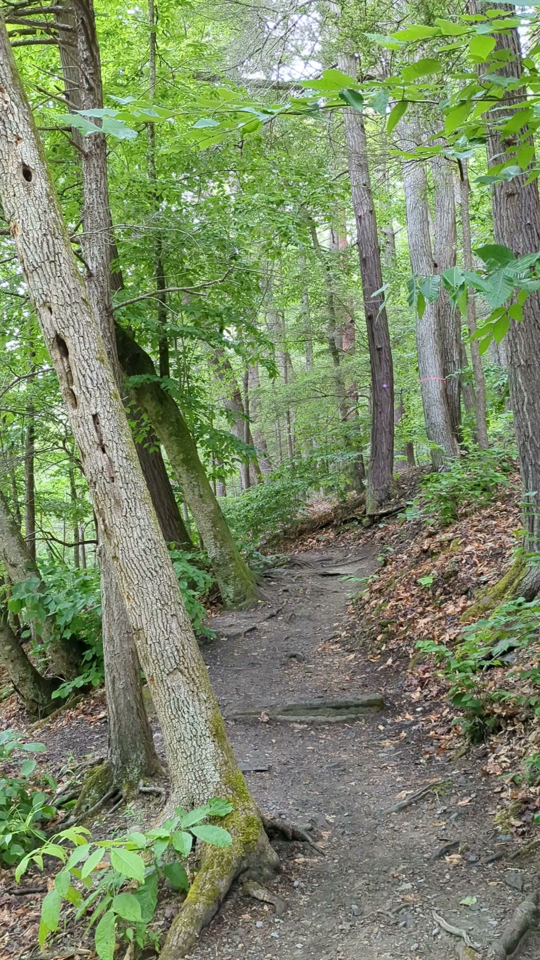 Robert H Treman State Park