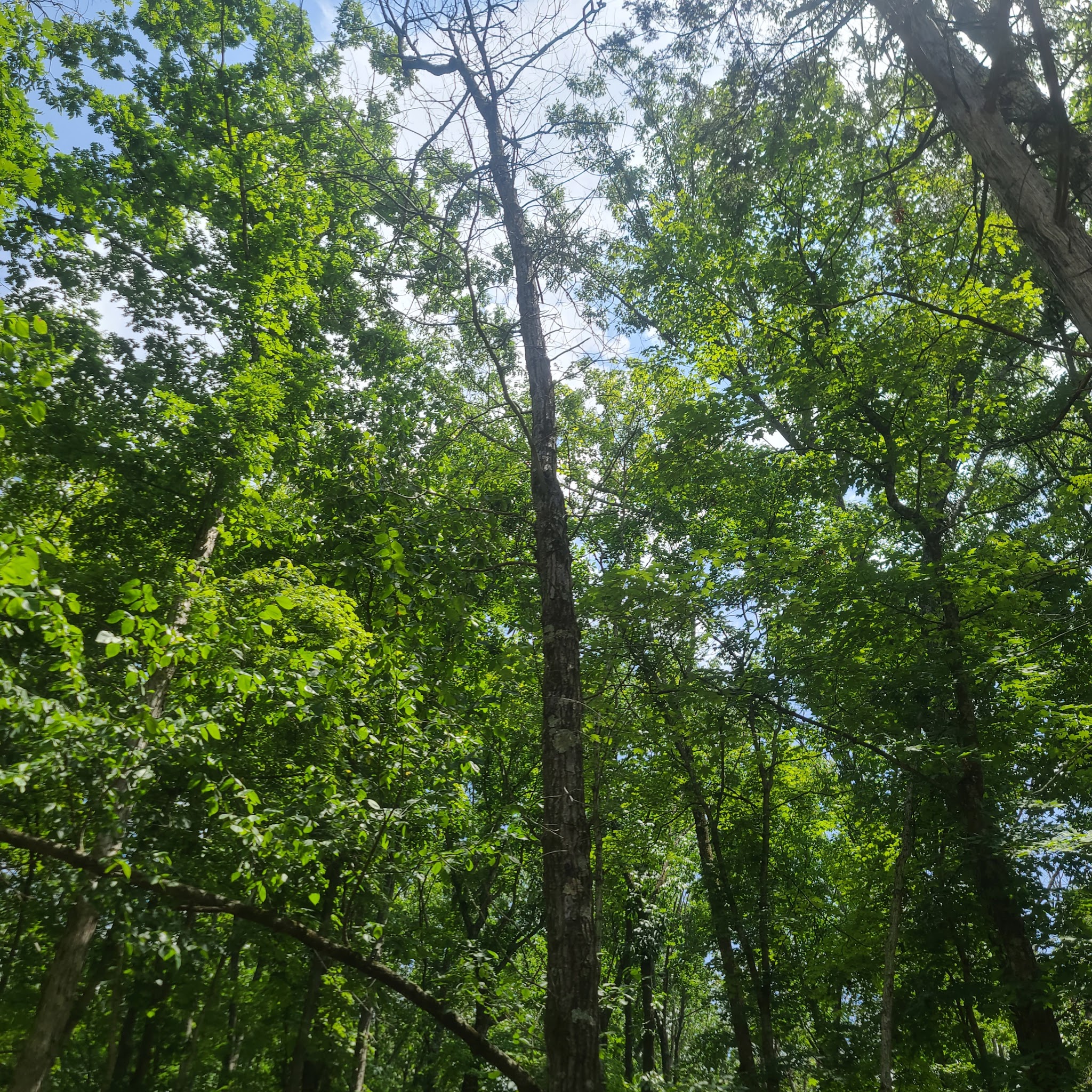Robertsville State Park Campground