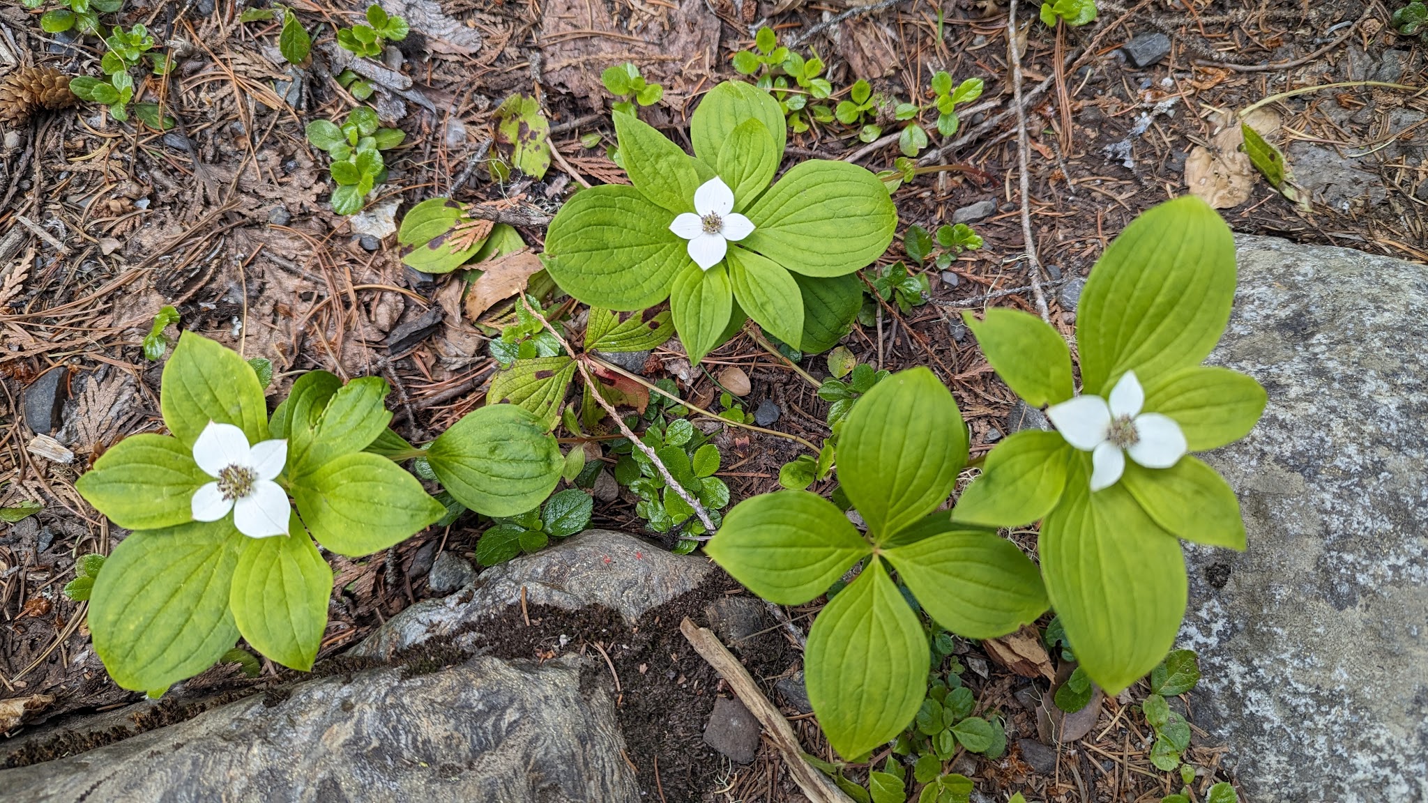 Rock Island Campground