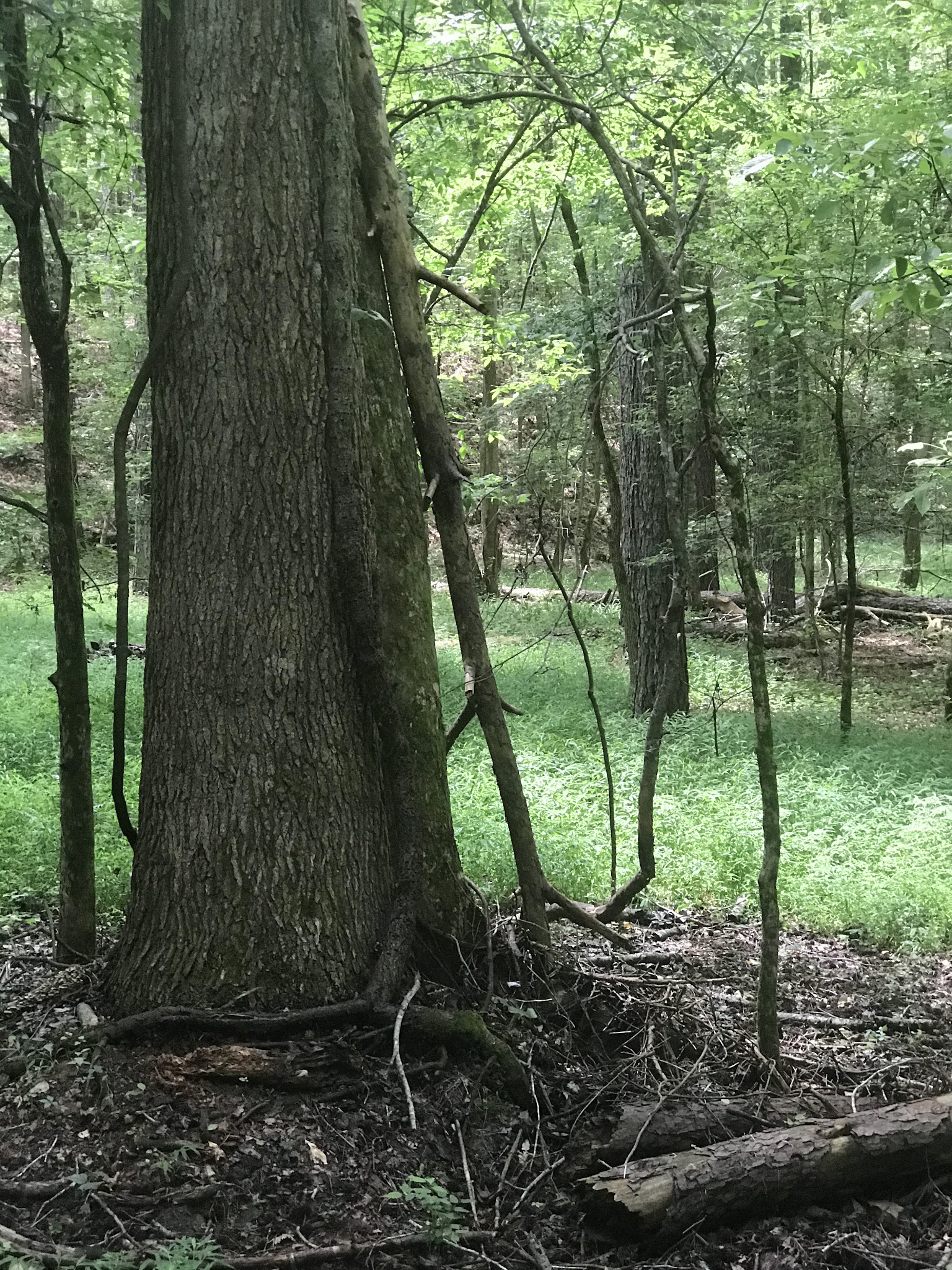 Rocky Branch Seasonal Camp