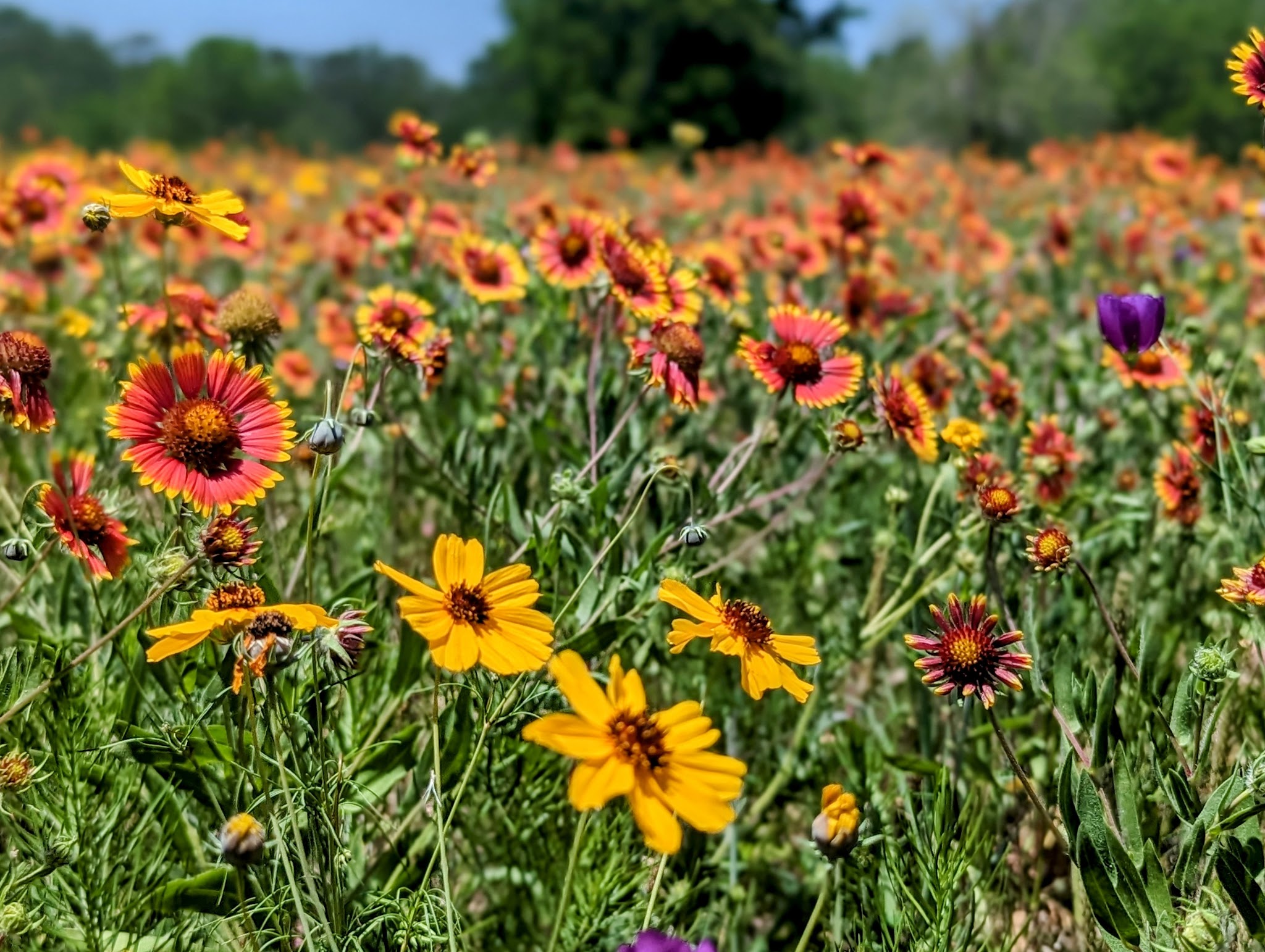 Rocky Creek Park (Benbrook Lake)