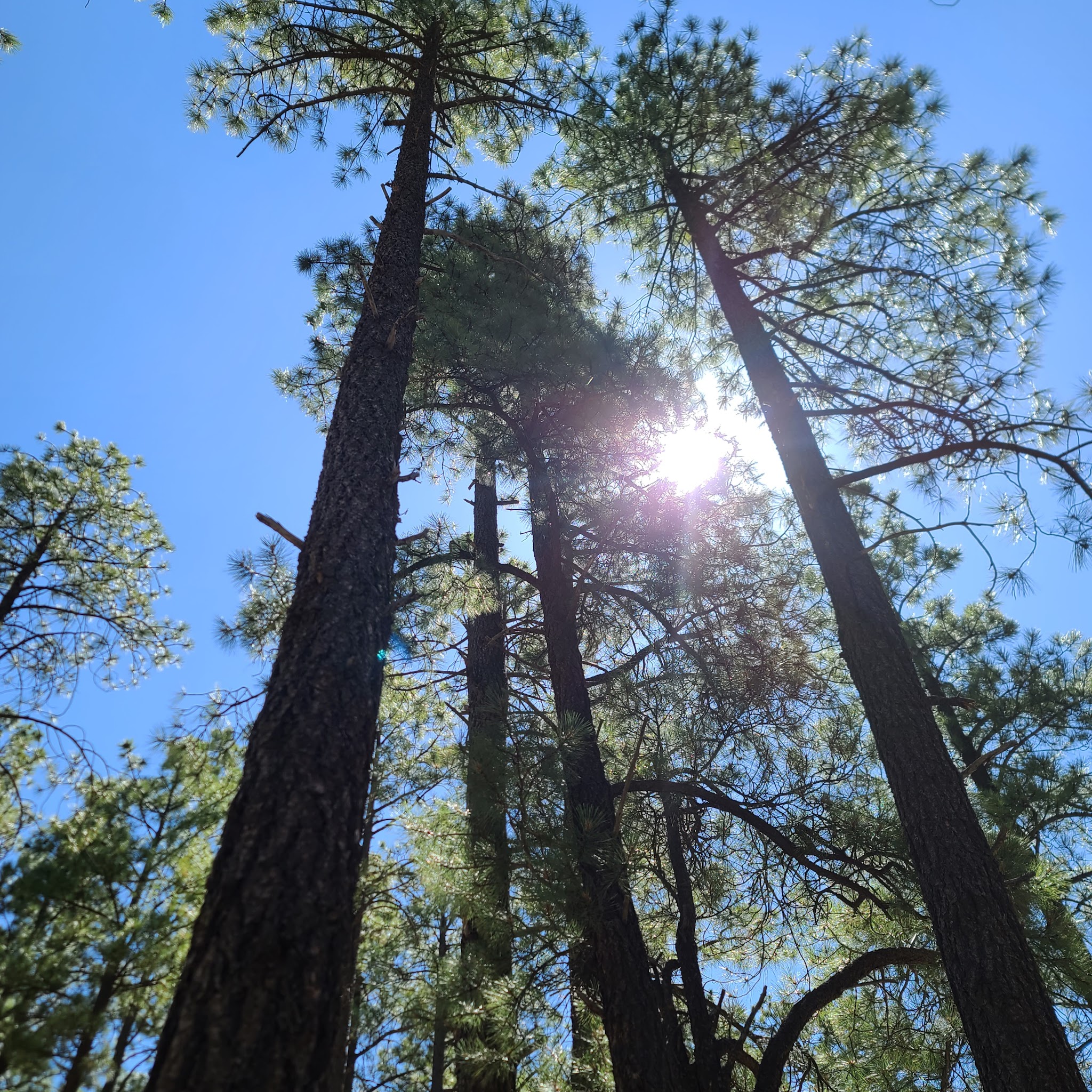 Rolfe C. Hoyer Campground