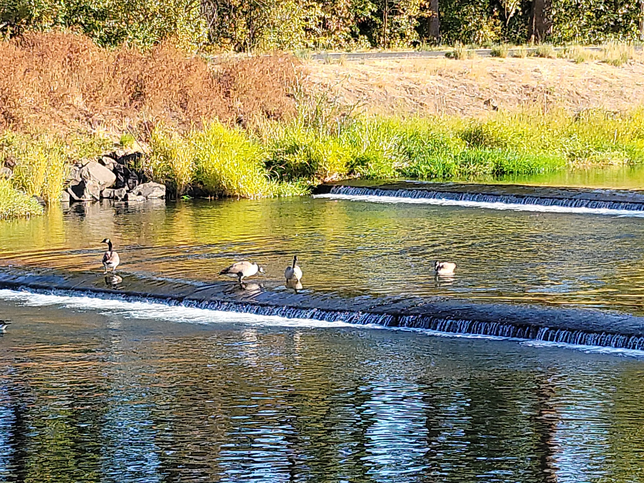 Rooks Park (Wa) Bennington Lake
