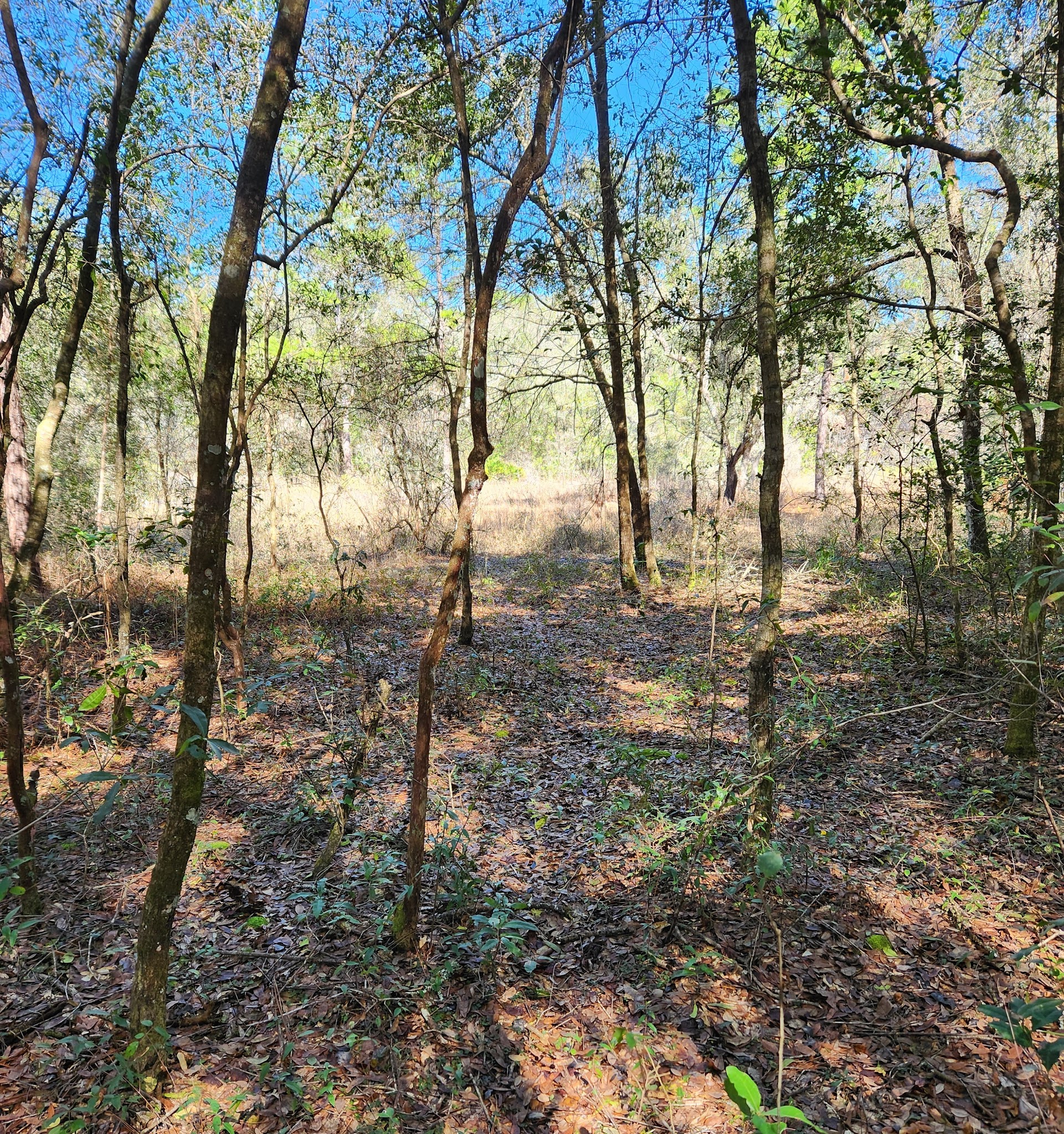 Ross Prairie Primitive Backpacking Campsite