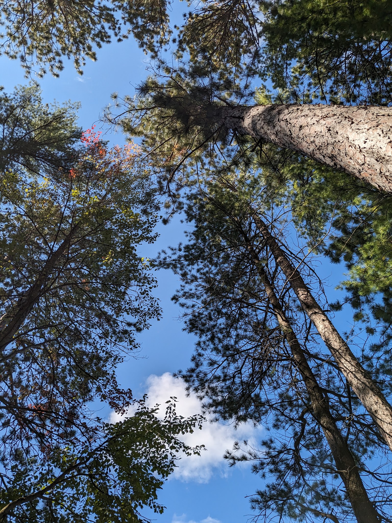 Round Lake State Forest Campground