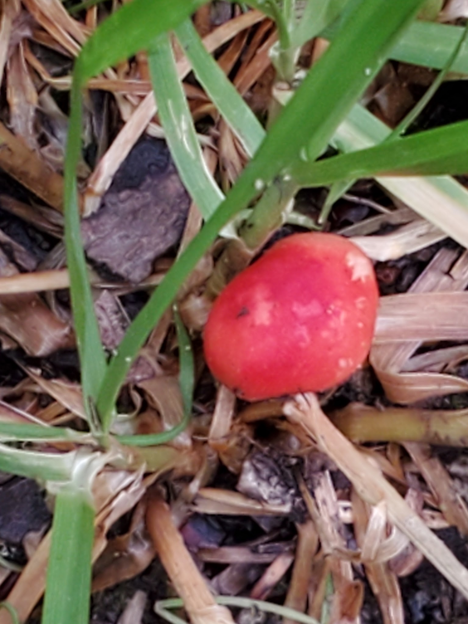 Round Mountain Campground