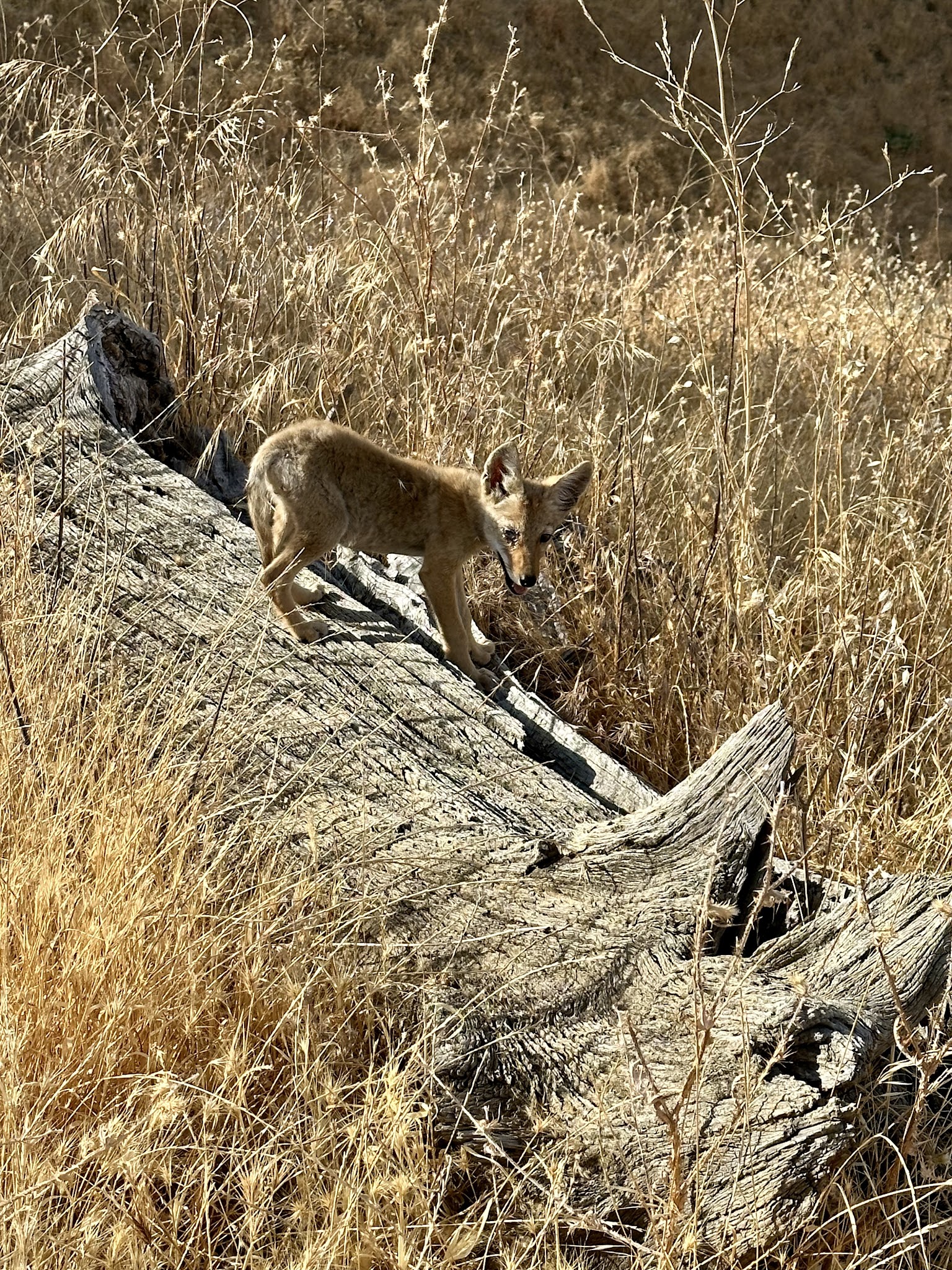 Round Valley Regional Preserve
