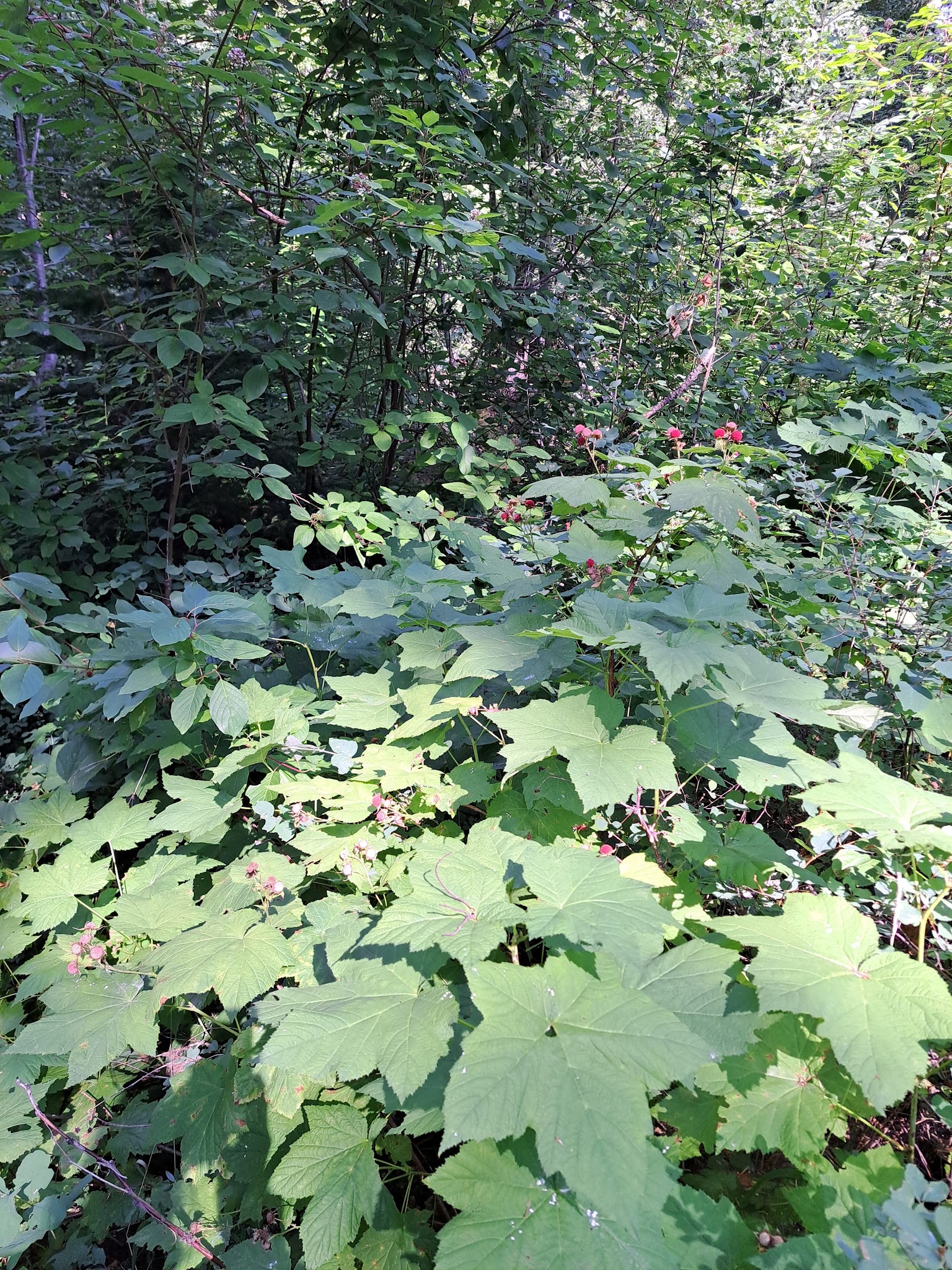 Ruffed Grouse Campground