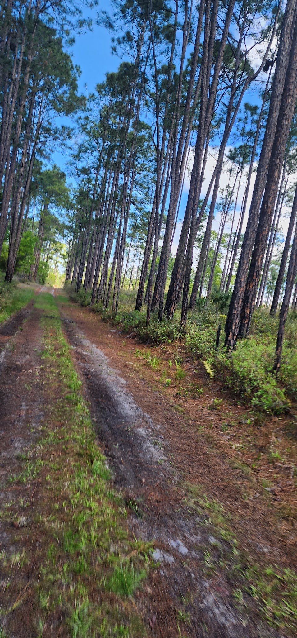 Equestrian Campground Welaka State Forest
