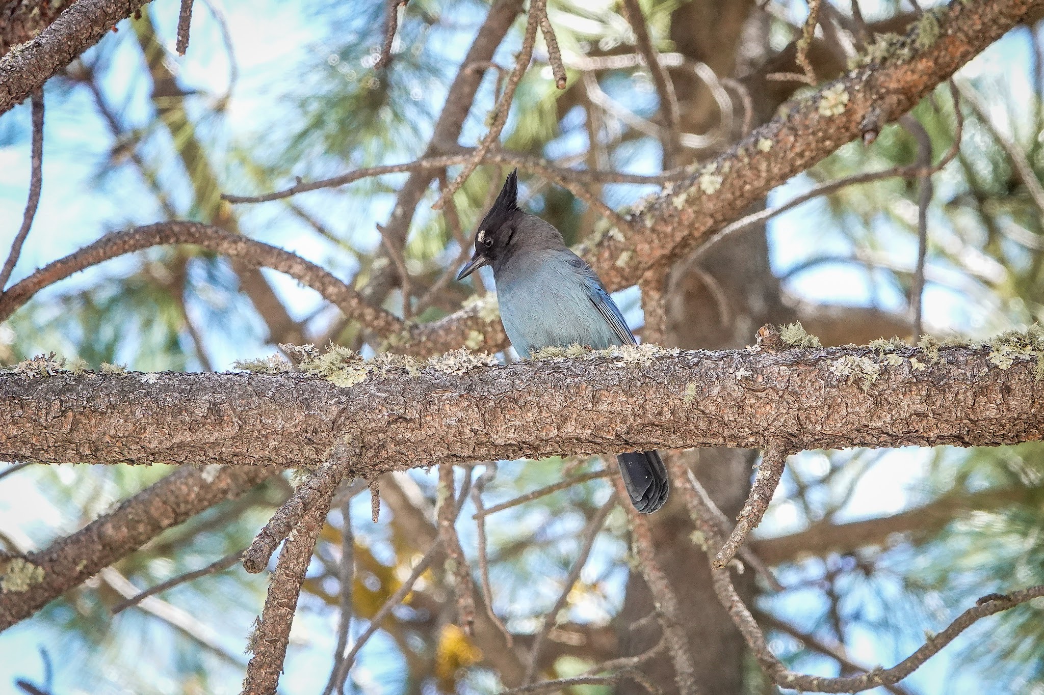 Rustler Park Campground