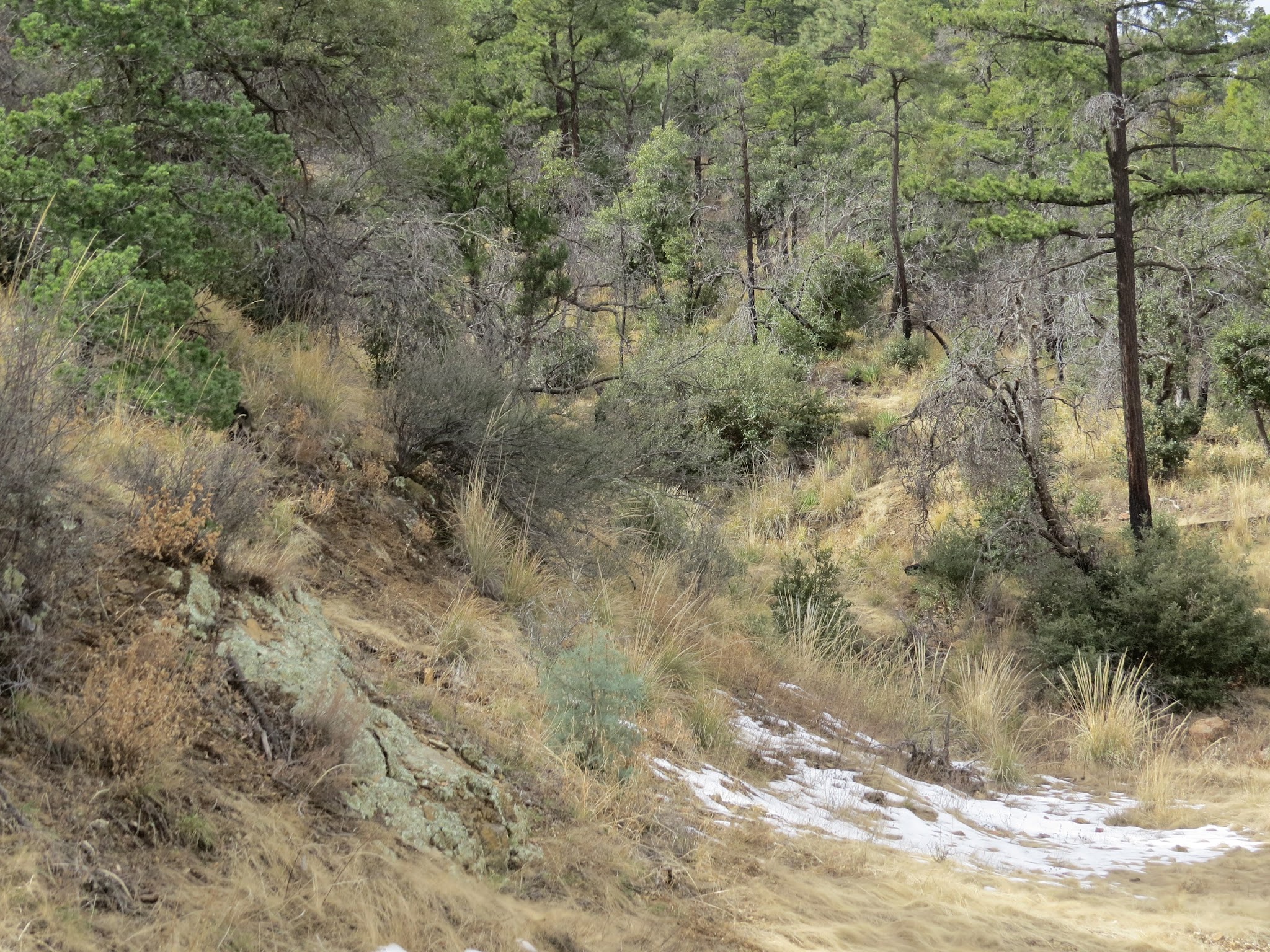 Rustler Park Campground